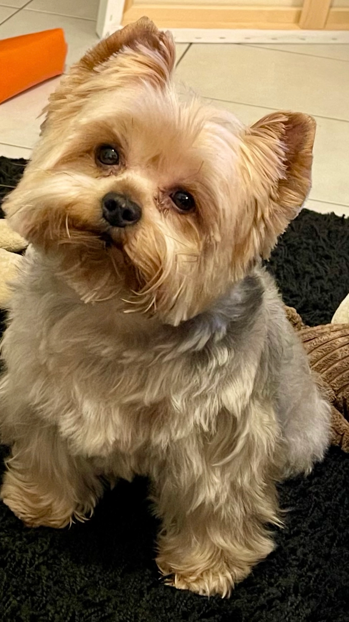 Happy - Rue Fosse de Meule, Orléans