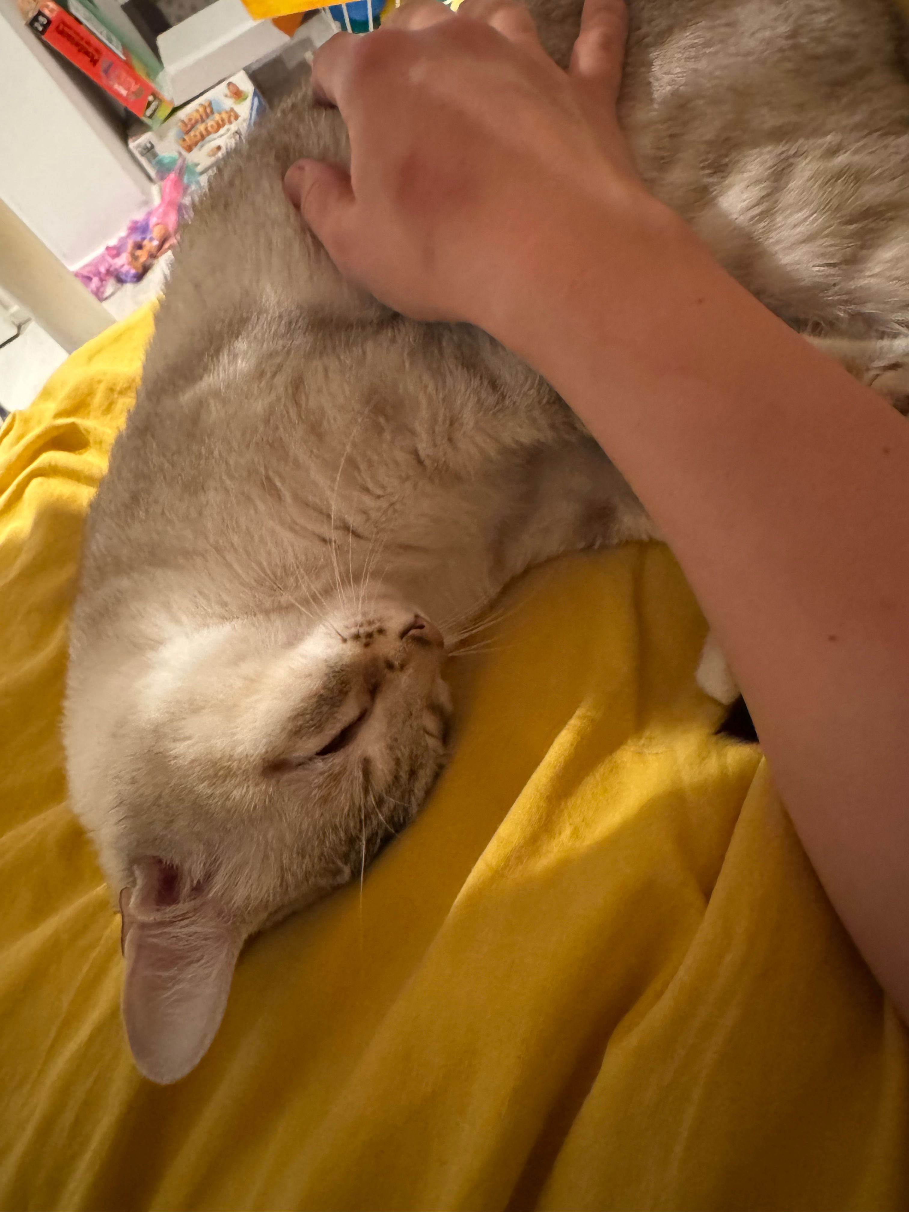 Rose  - Via Canonica 3, Capriasca