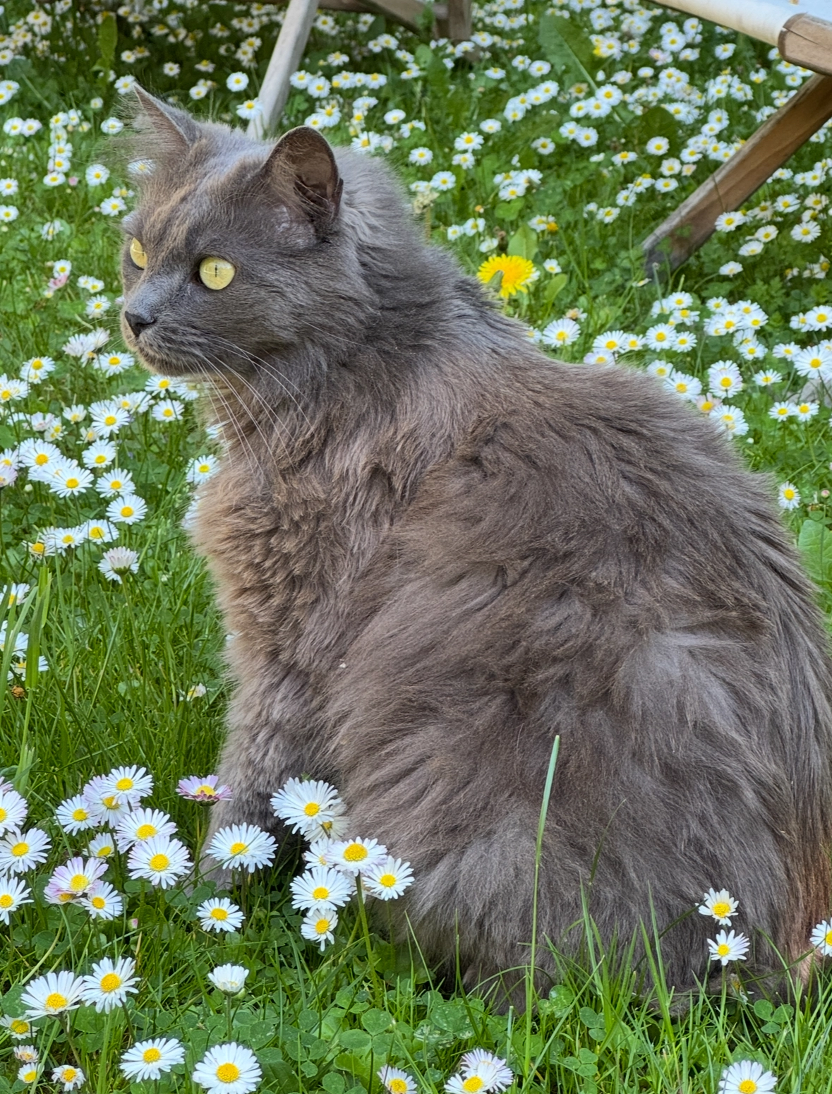 Snoop - Rue Audry De Puyravault, Rochefort