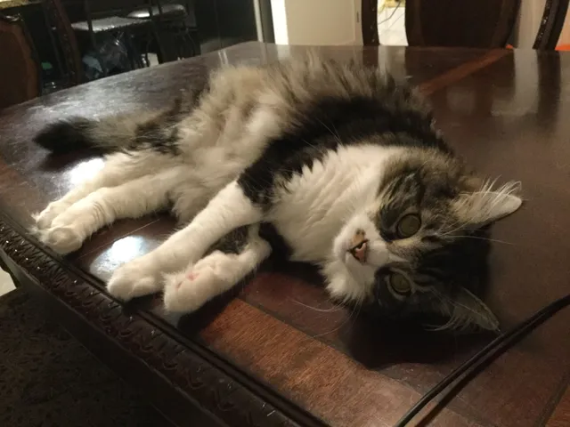 Simba - Glenview Drive, San Bruno