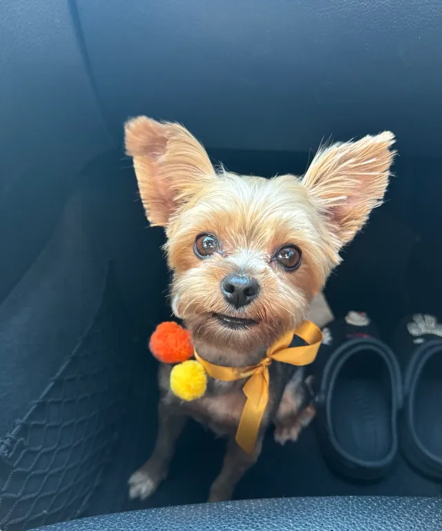 Chanel - Alta Ave, Whittier