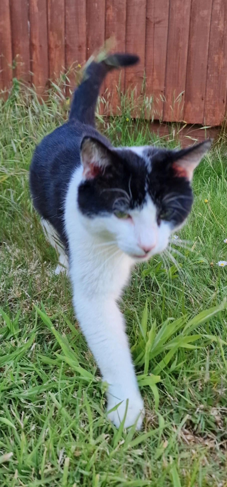 Miki - Grass Royal, Yeovil