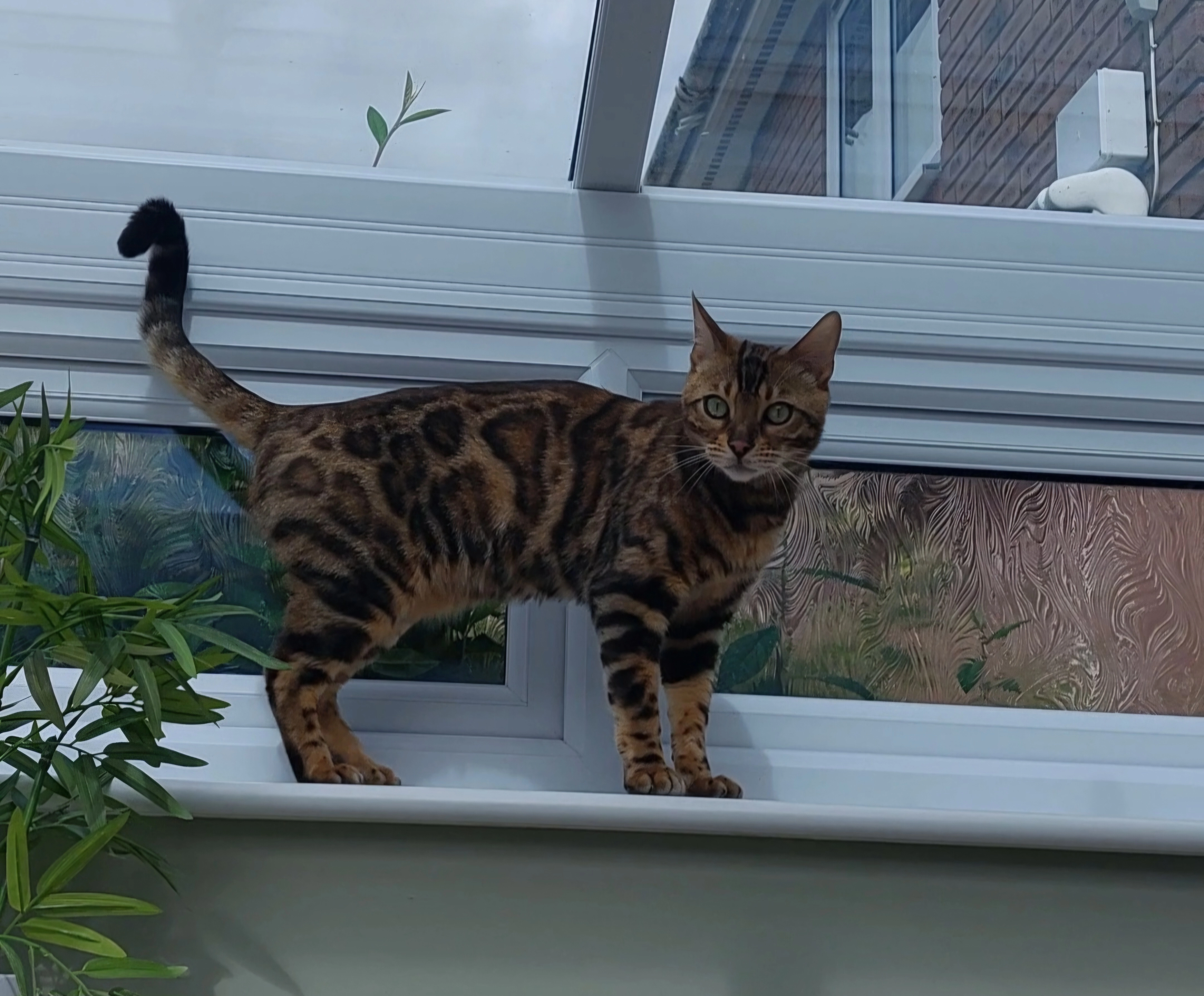 Milo  - Topaz Drive, Andover