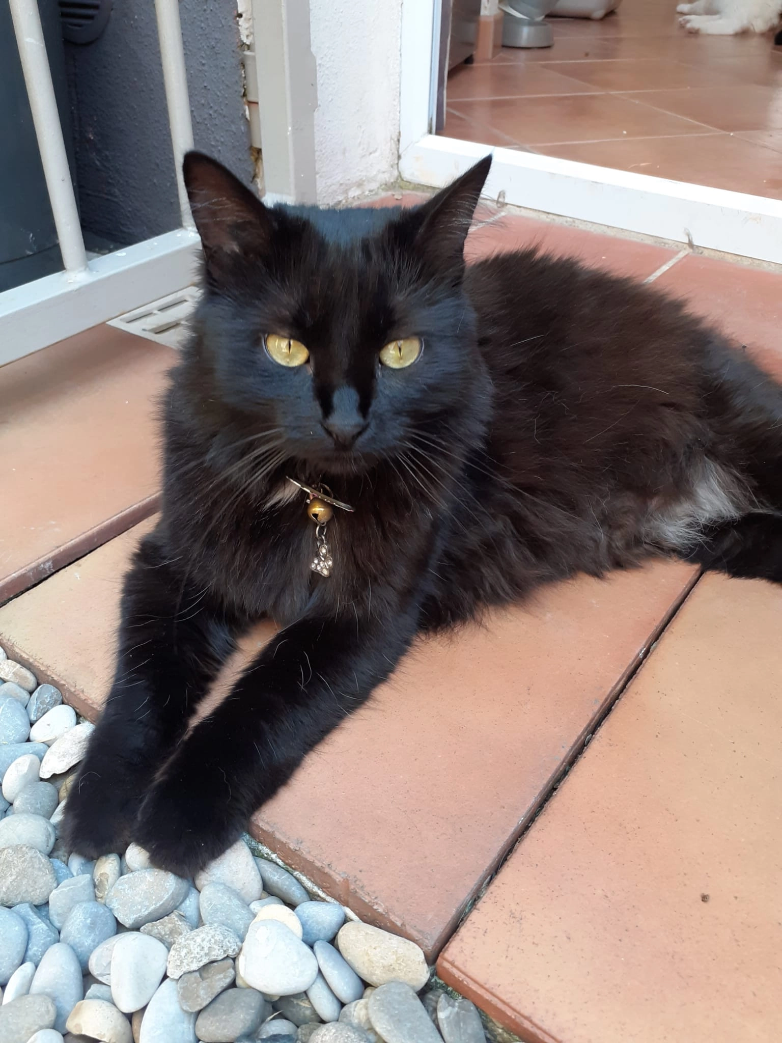 Rėglisse - Avenue Louis Roche, Toulon