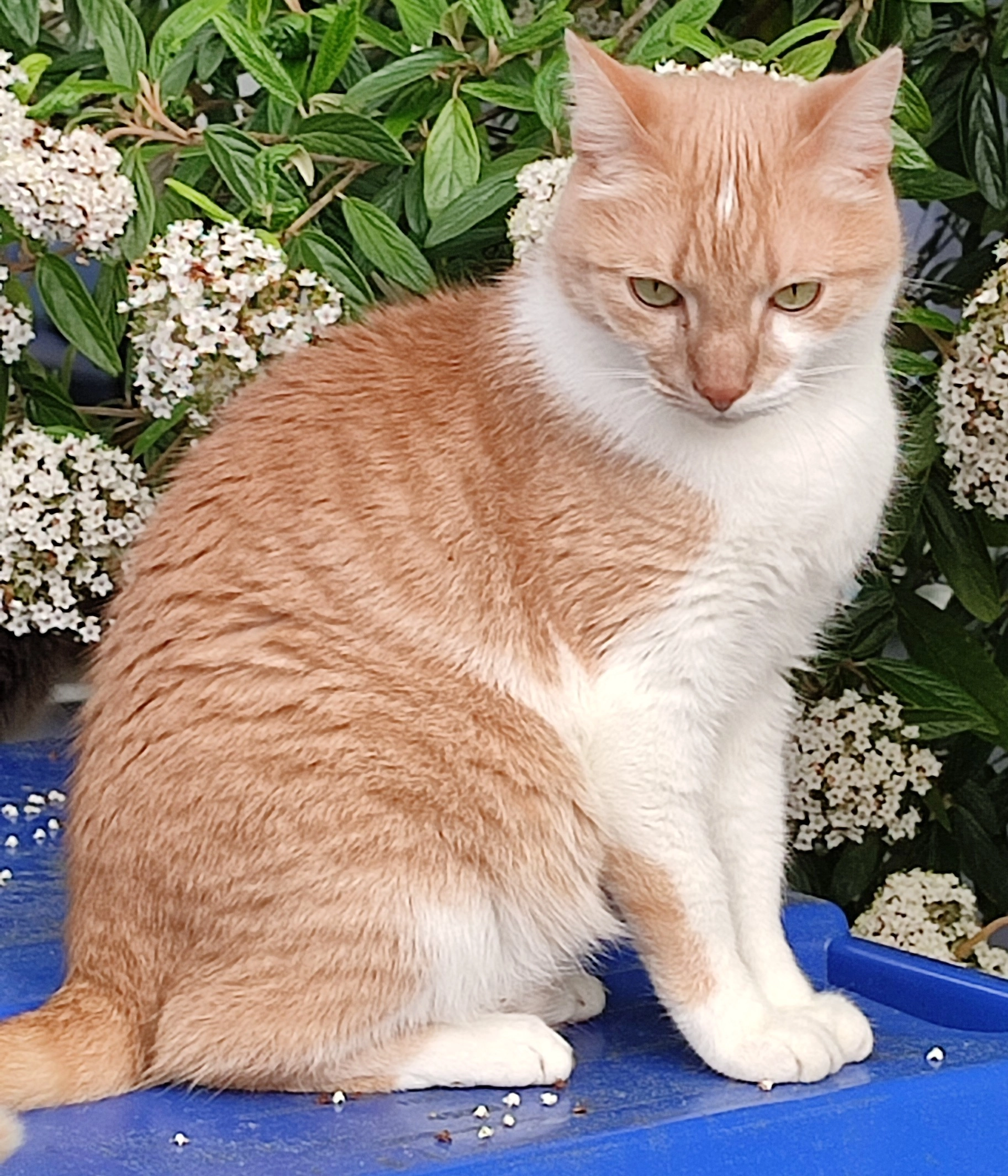 Linus - Am Bucklberg, Feldkirchen-Westerham