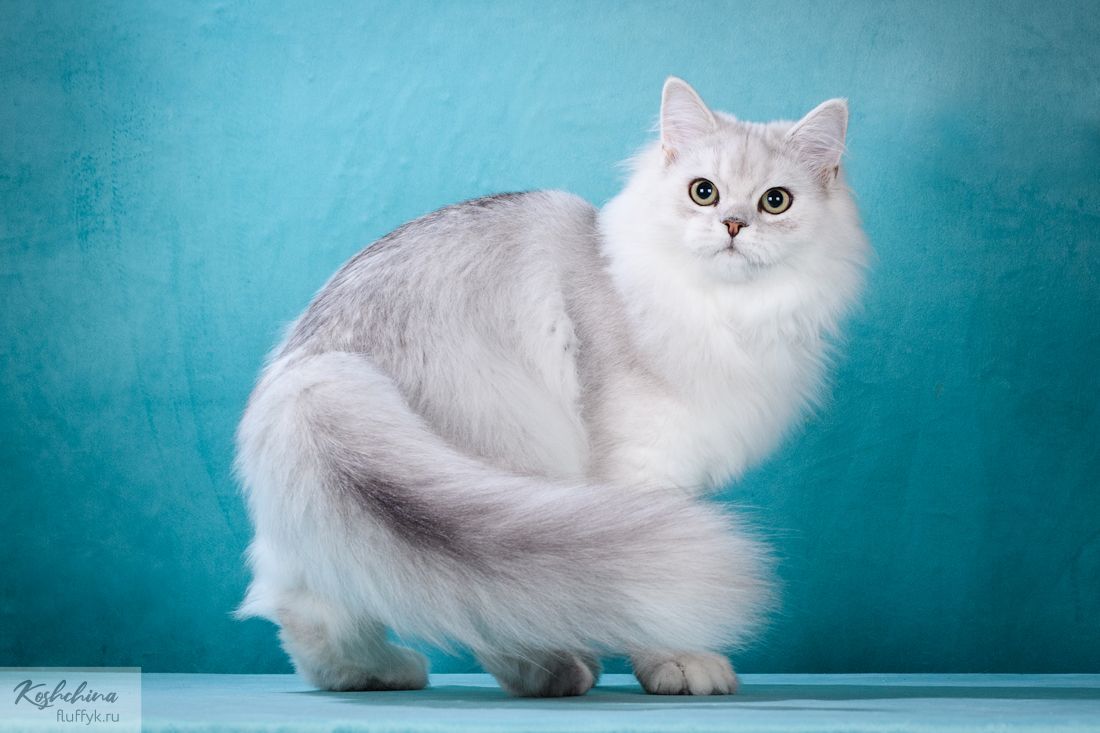 Billi - Adolf-Ludwig-Ring, Pirmasens