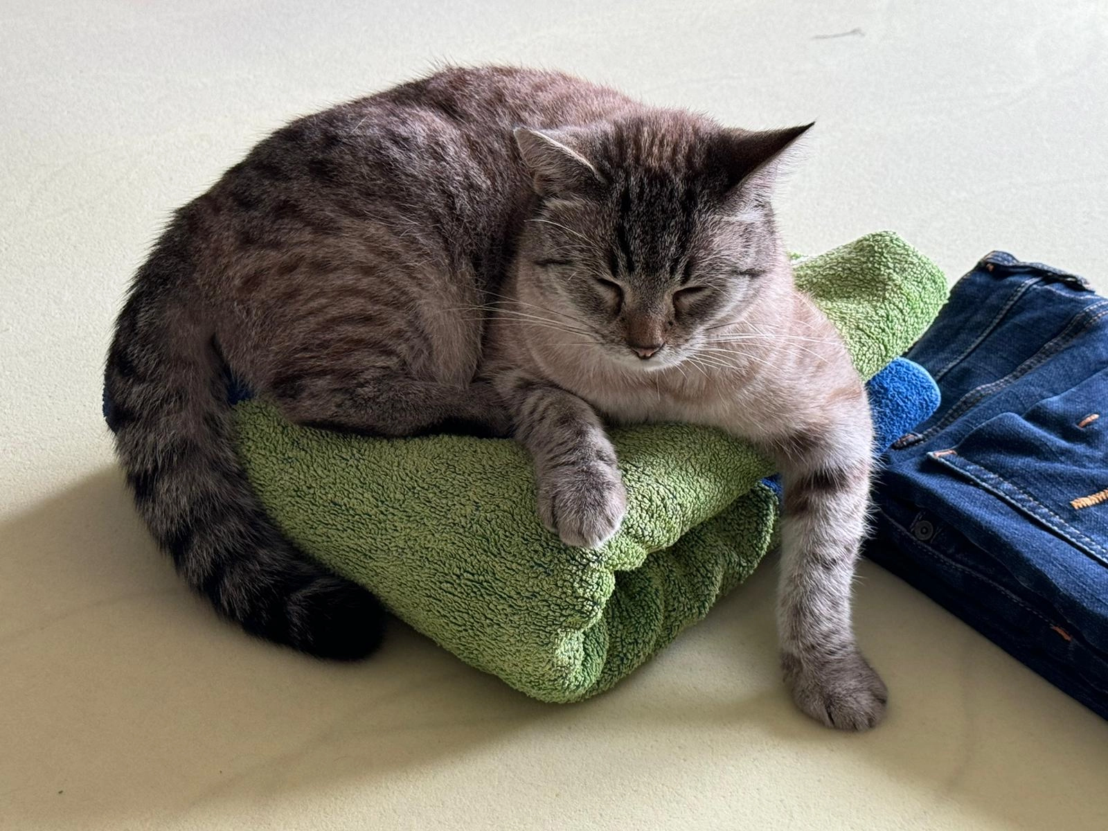 Jerry - Dansenberger Straße, Kaiserslautern