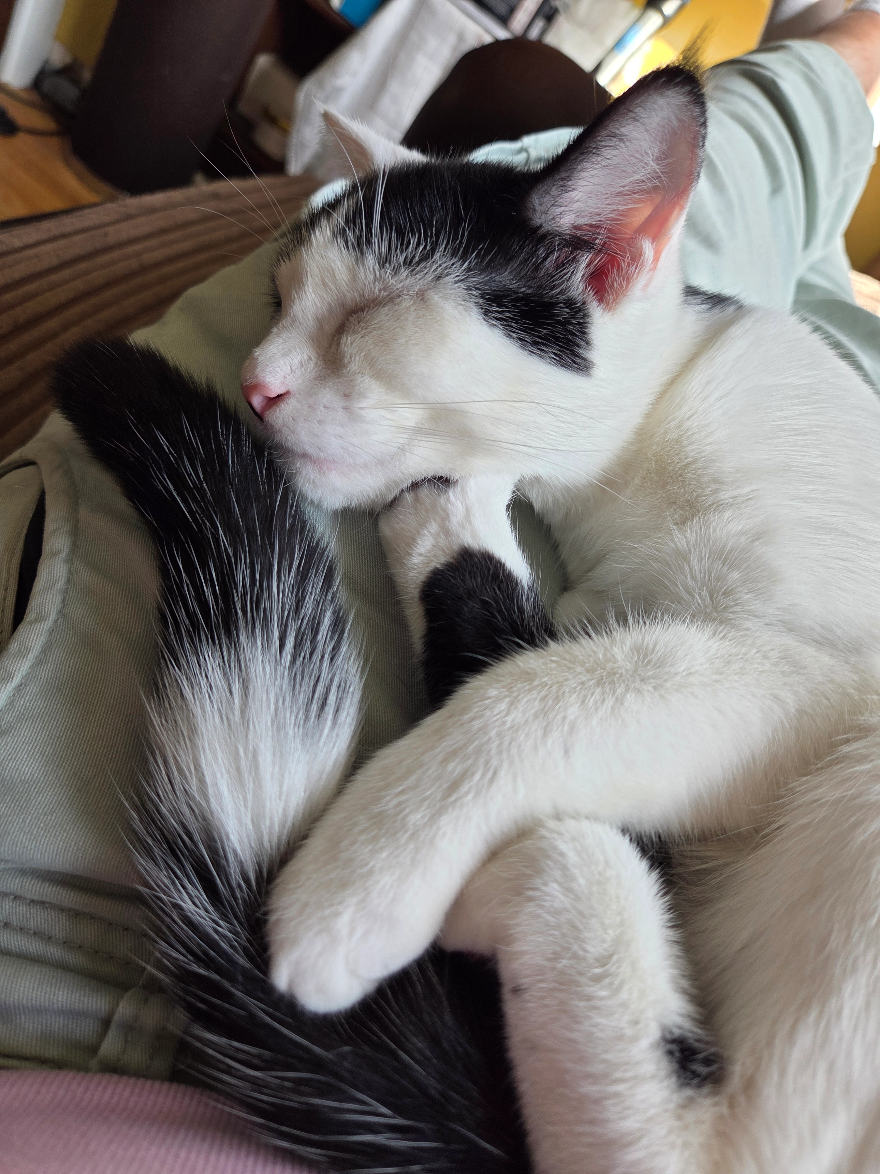 Lily  - King George Avenue, East Grinstead