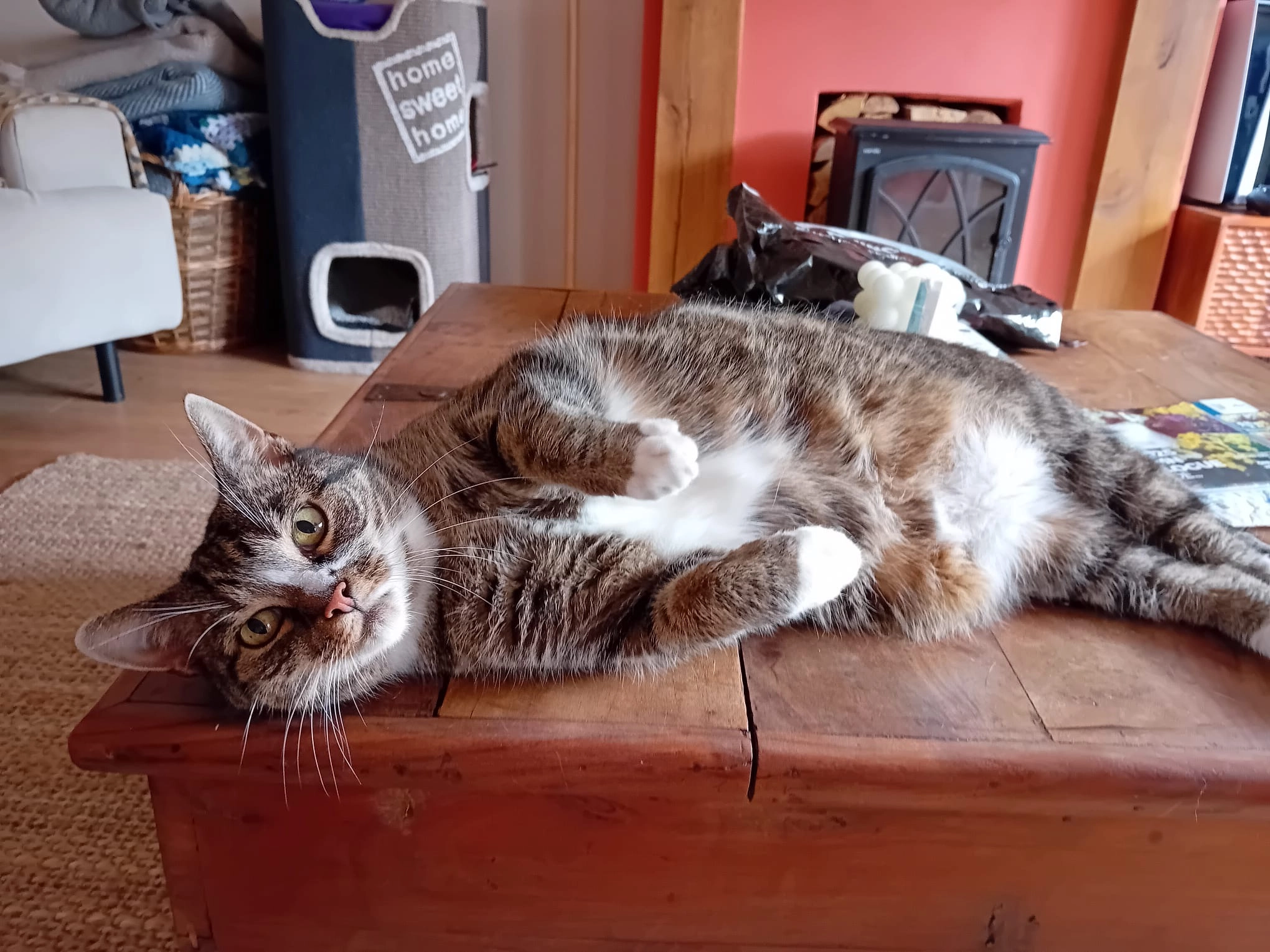 Ollie - Scotts Garth Close, Tickton