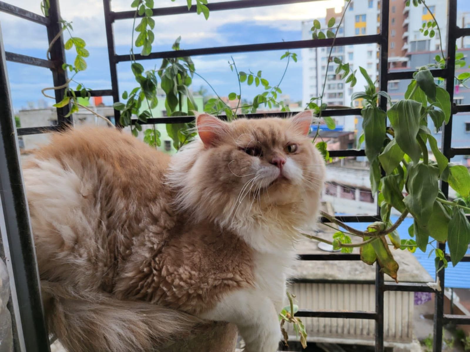 Foggy - Ram Nath Kabiraj Ln, Kolkata