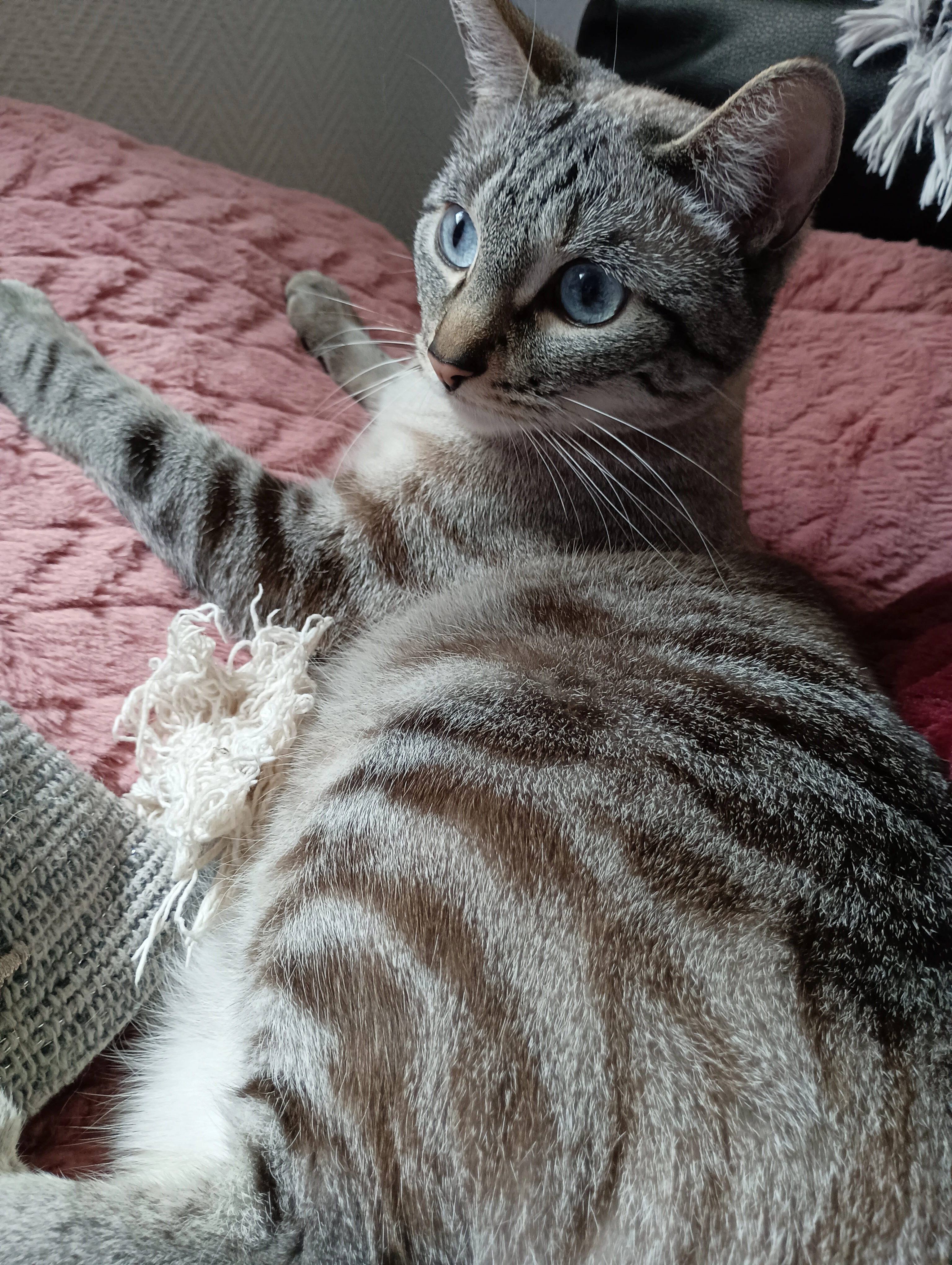 Mimounette - Rue Gustave Courbet, Martigues