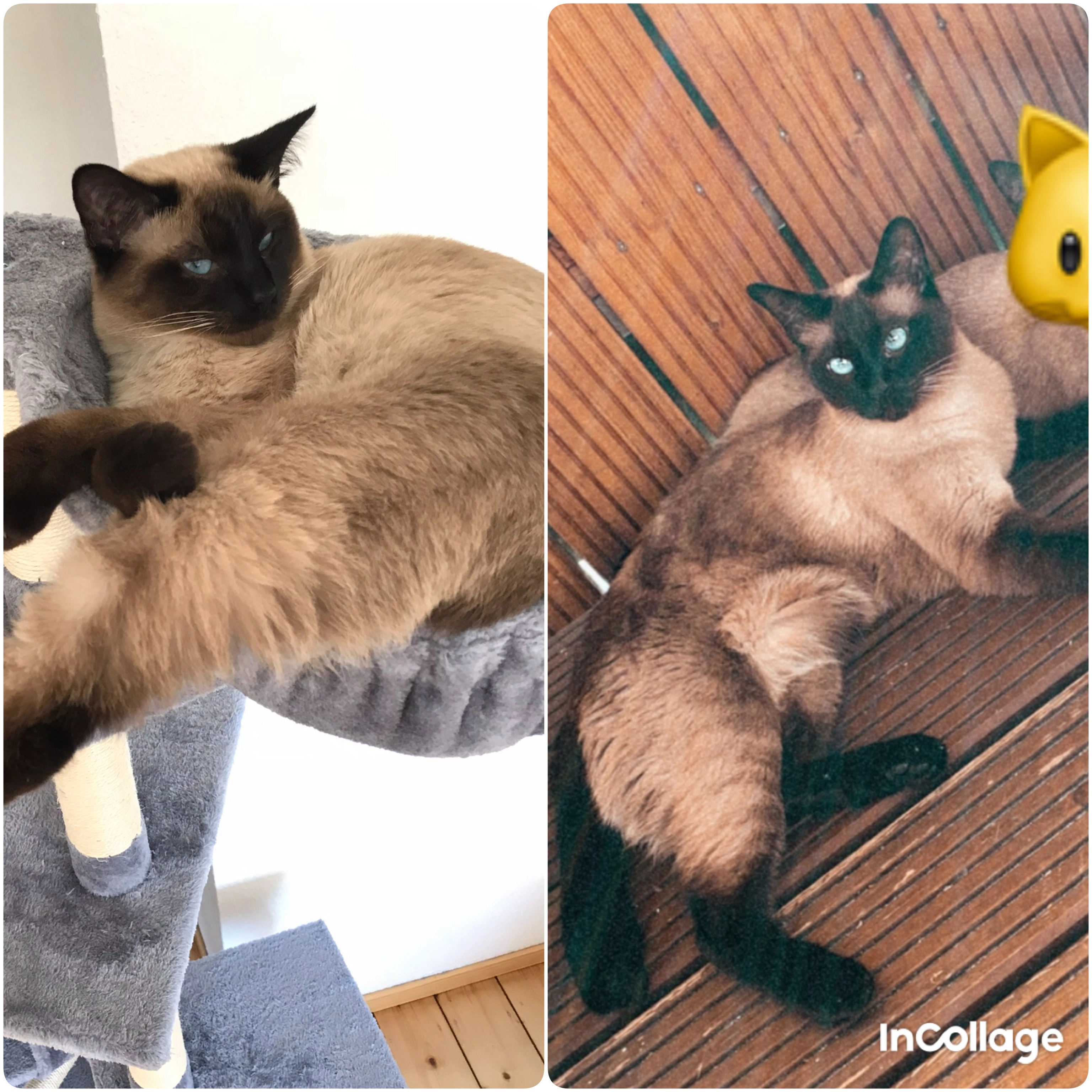 Found Cat - Katharinenstraße 4, Lensahn