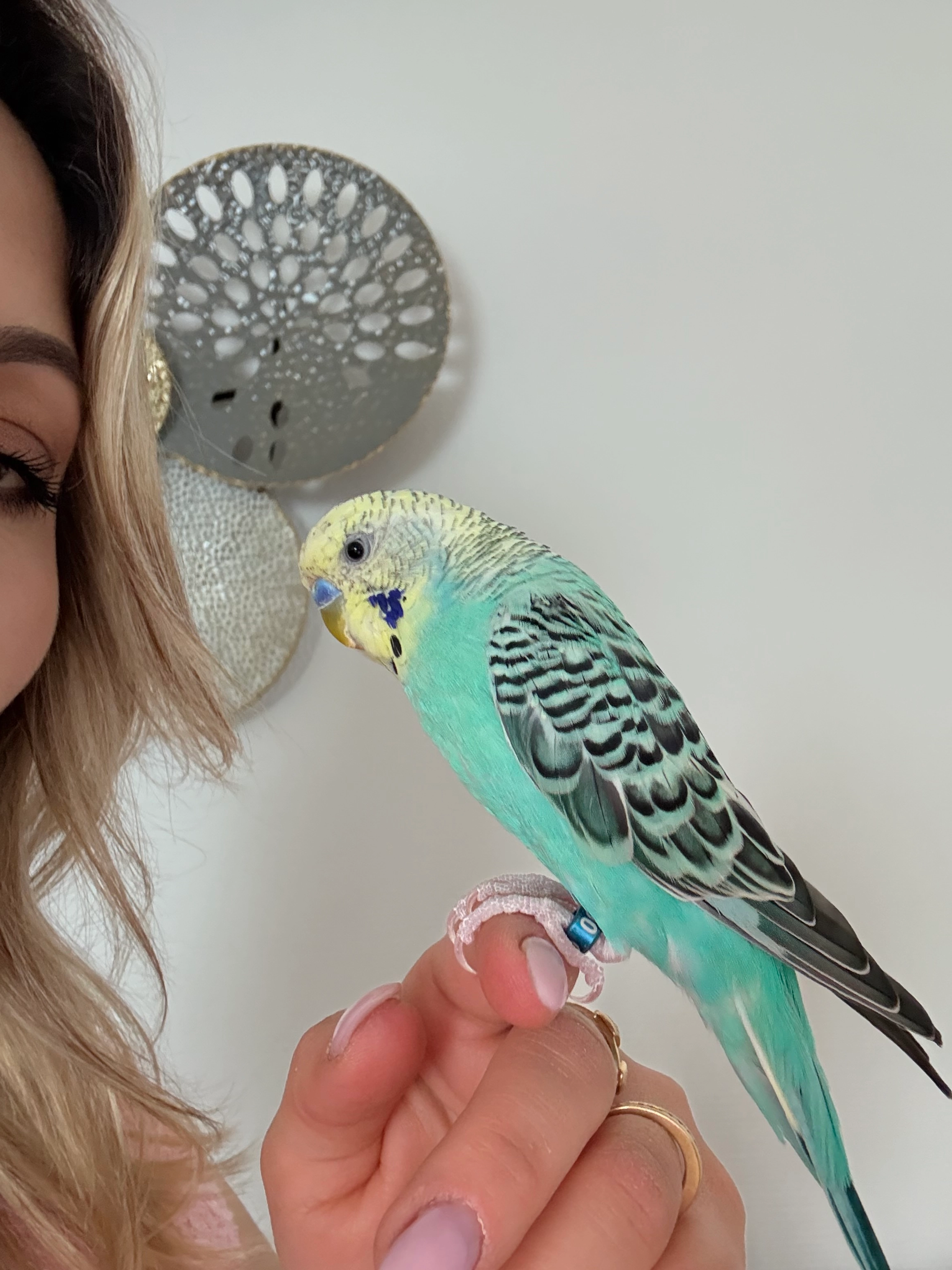 Kesha - 3 Rue de la Meuse, Laxou