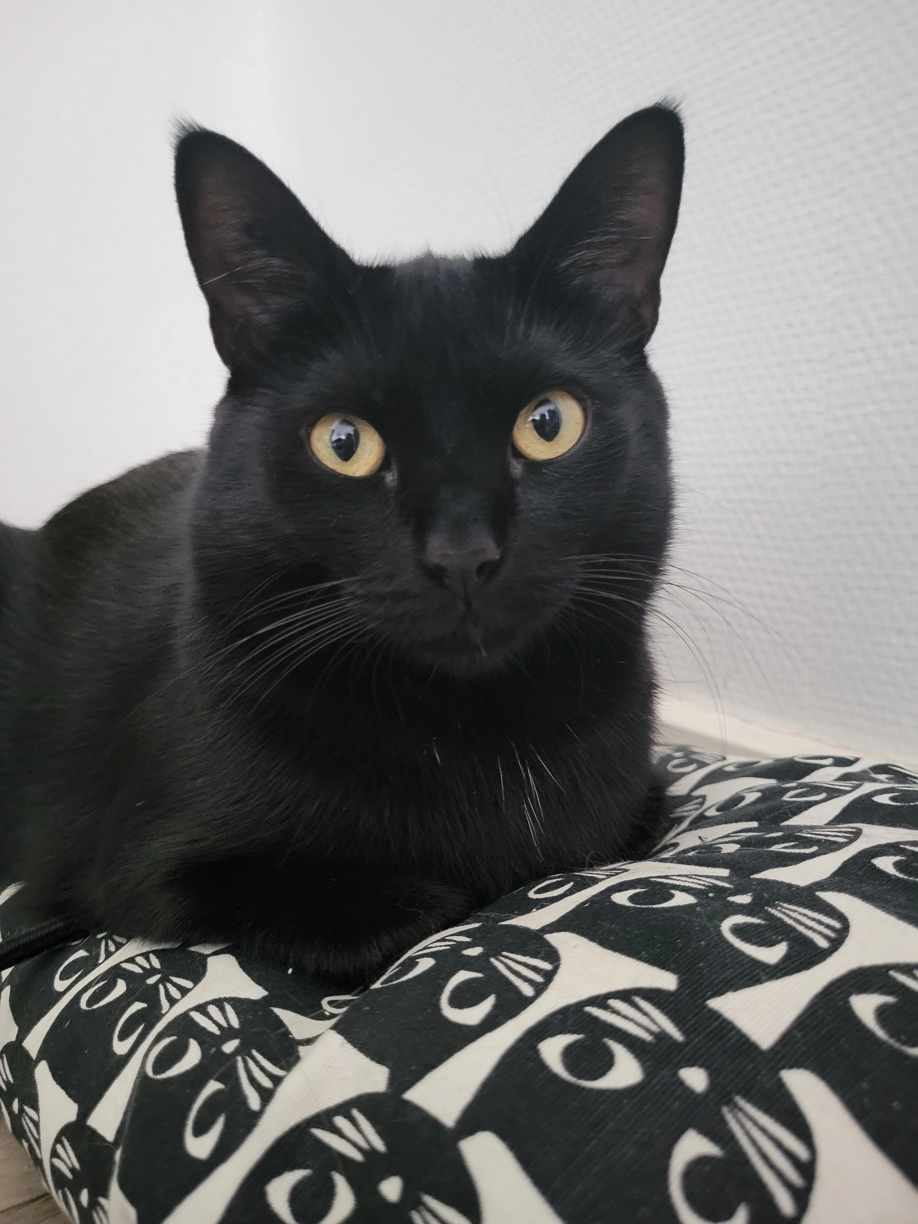 Cracotte - 203 Avenue du Maréchal Leclerc, Lambersart