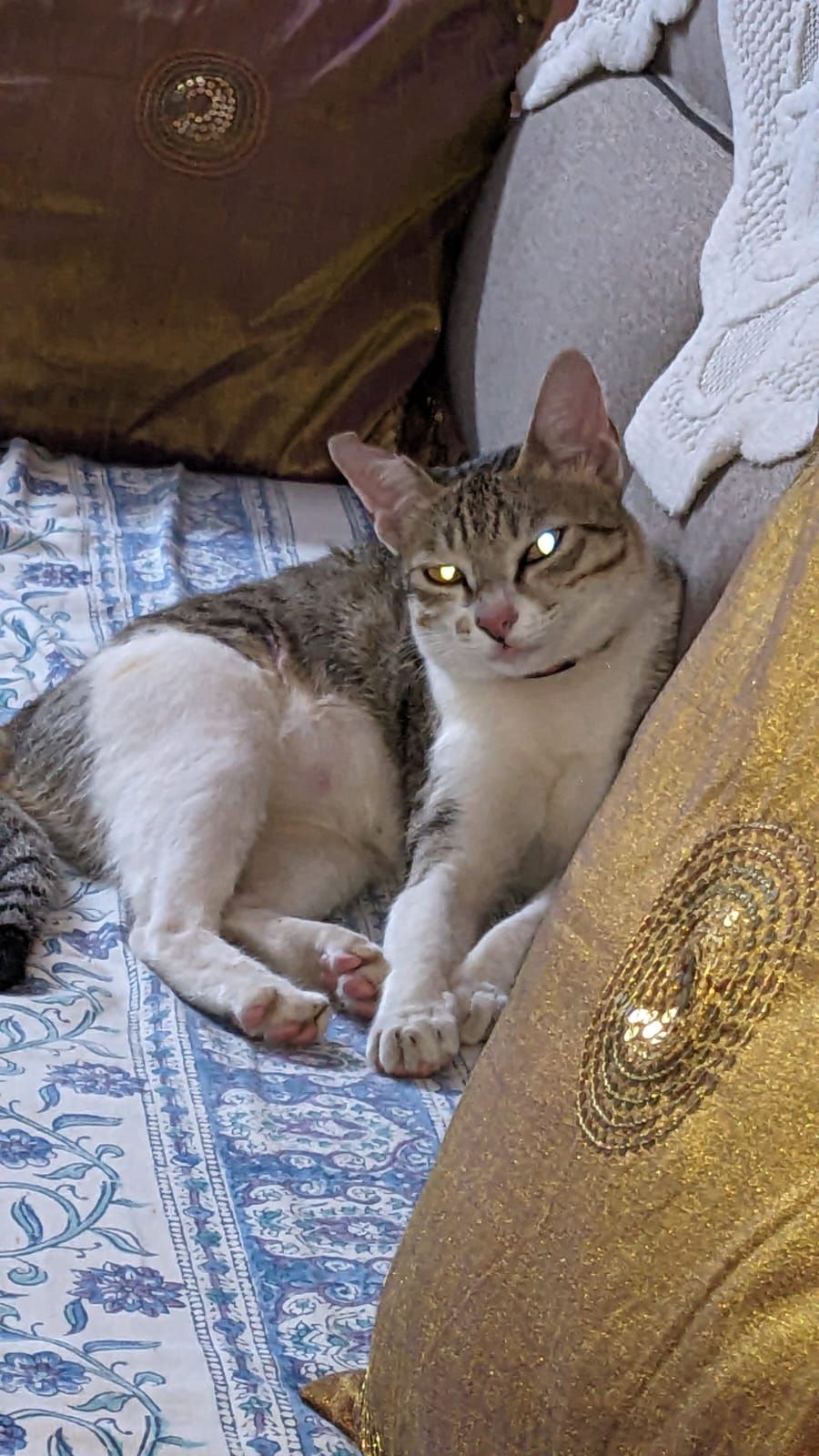 Rumi - Peda Waltair Road, Adarsh Nagar