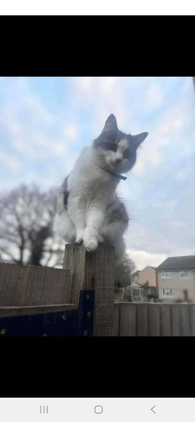 Fifi - Rachael Clarke Close, Stanford-le-Hope