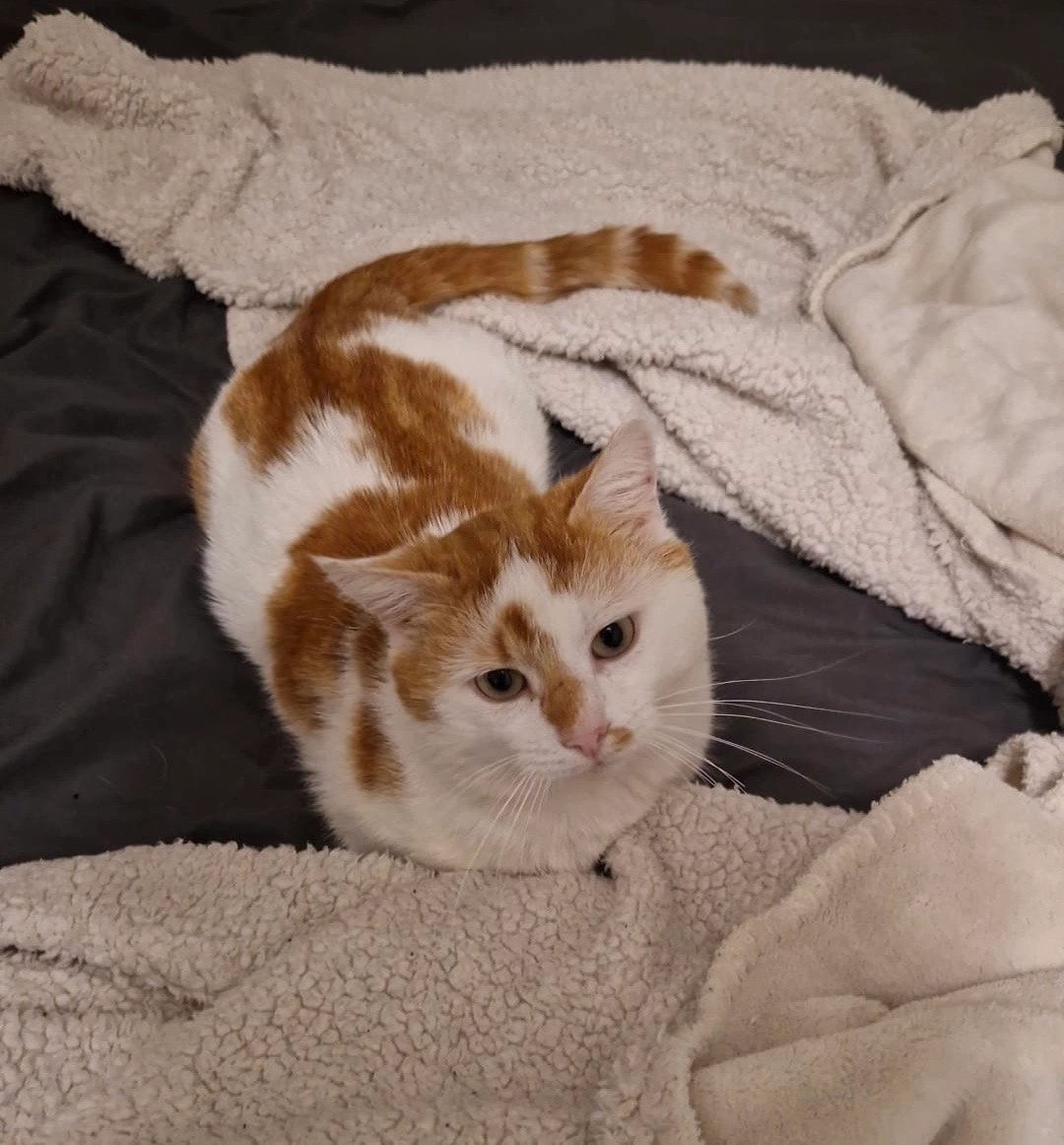 ananas - Rue Des Morilles, Thoiry