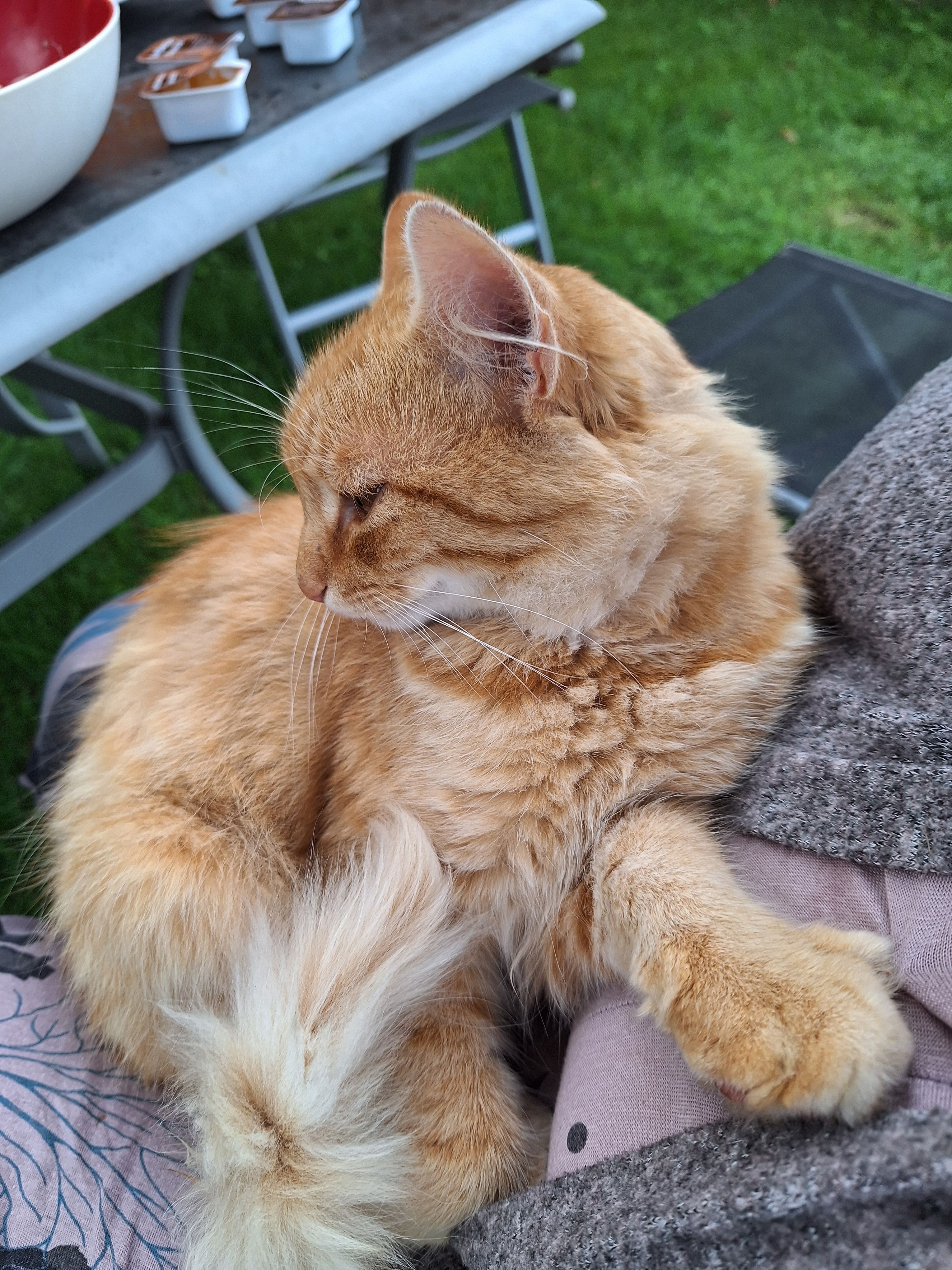 Kater - Wallsberg, Schleedorf