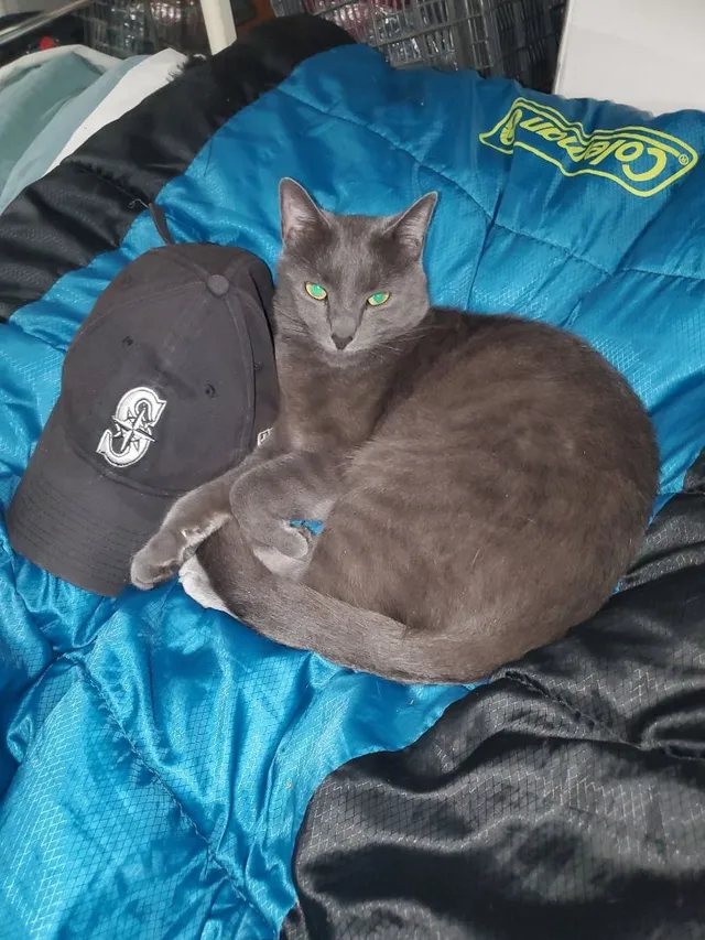 Penny - 27th Place Southwest, Federal Way