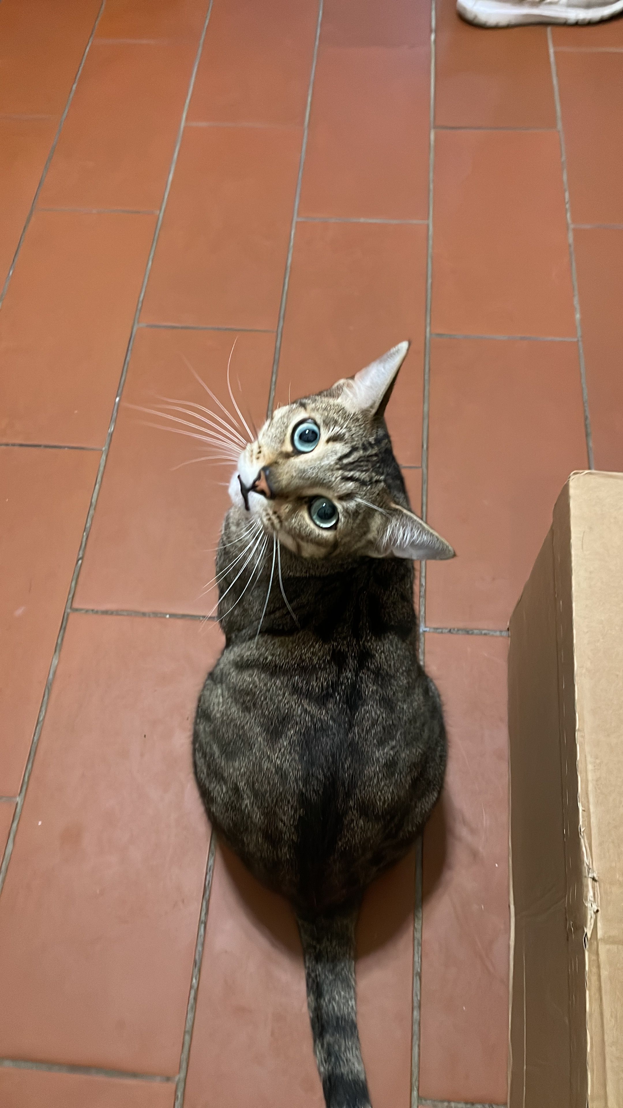 Chicko  - Bergeler Straße, Burgbernheim