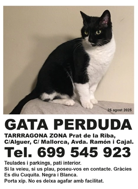 Cuquita (gata) - Avinguda de Prat de la Riba, Tarragona