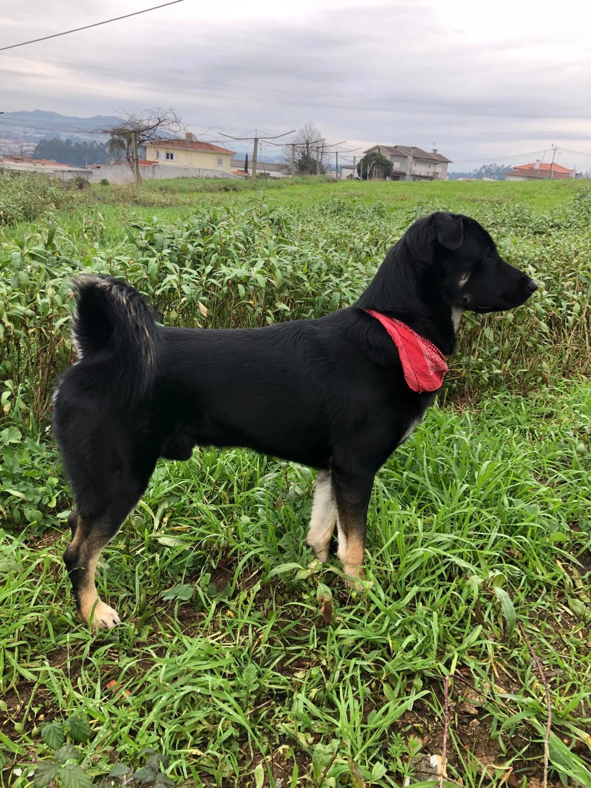 Gengis  - Rue Des Aigrettes, Trignac