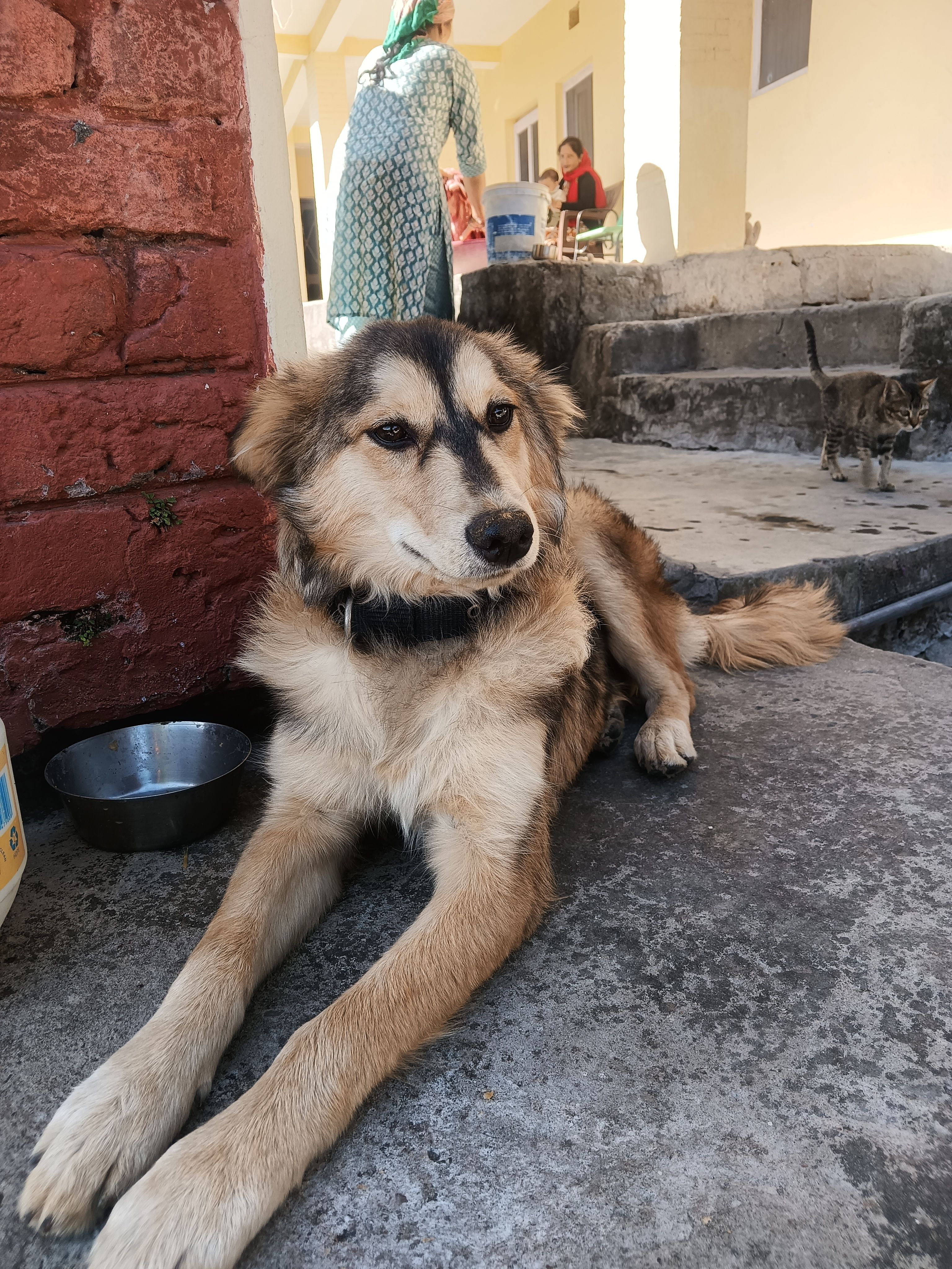 Seezrr - Kasol Bailey,Kasauli , Kasauli