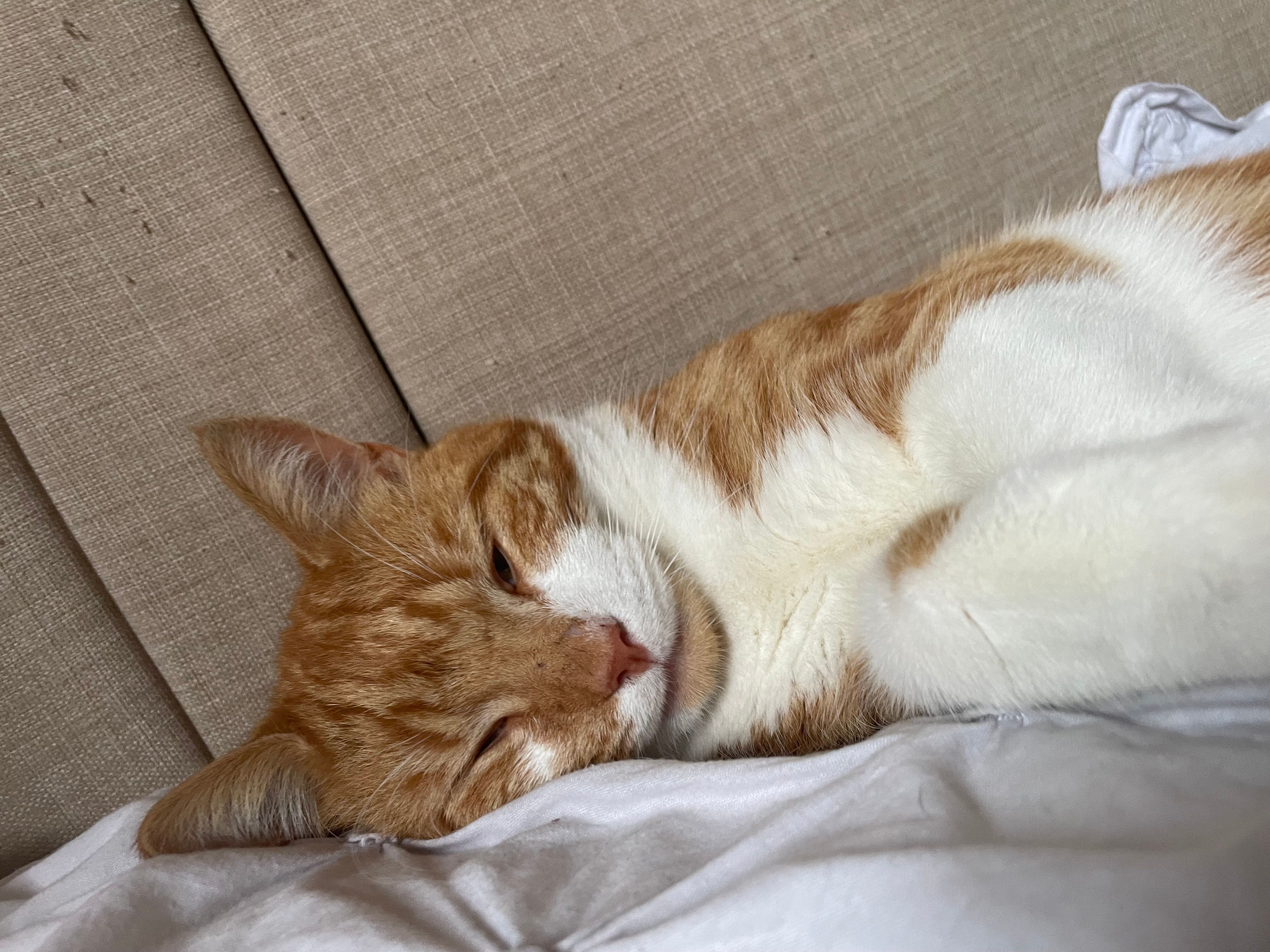 Nacho - Ink Bottle Way, Stonehaven