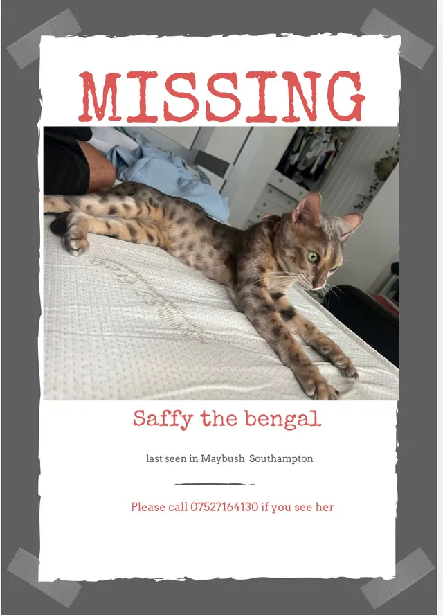 Saffy - Tindale Road, Southampton