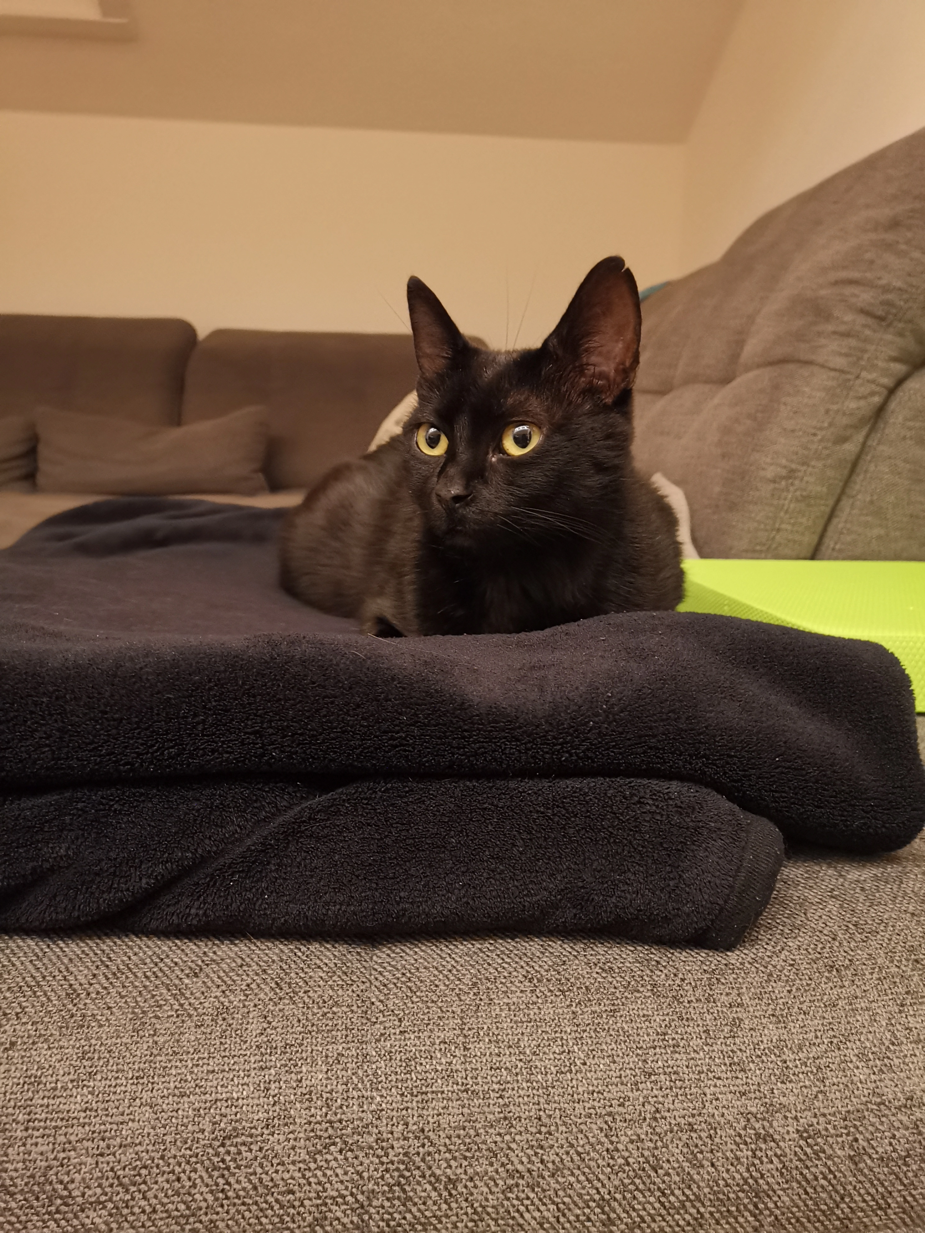 Batman - Ellensberg, Lauben