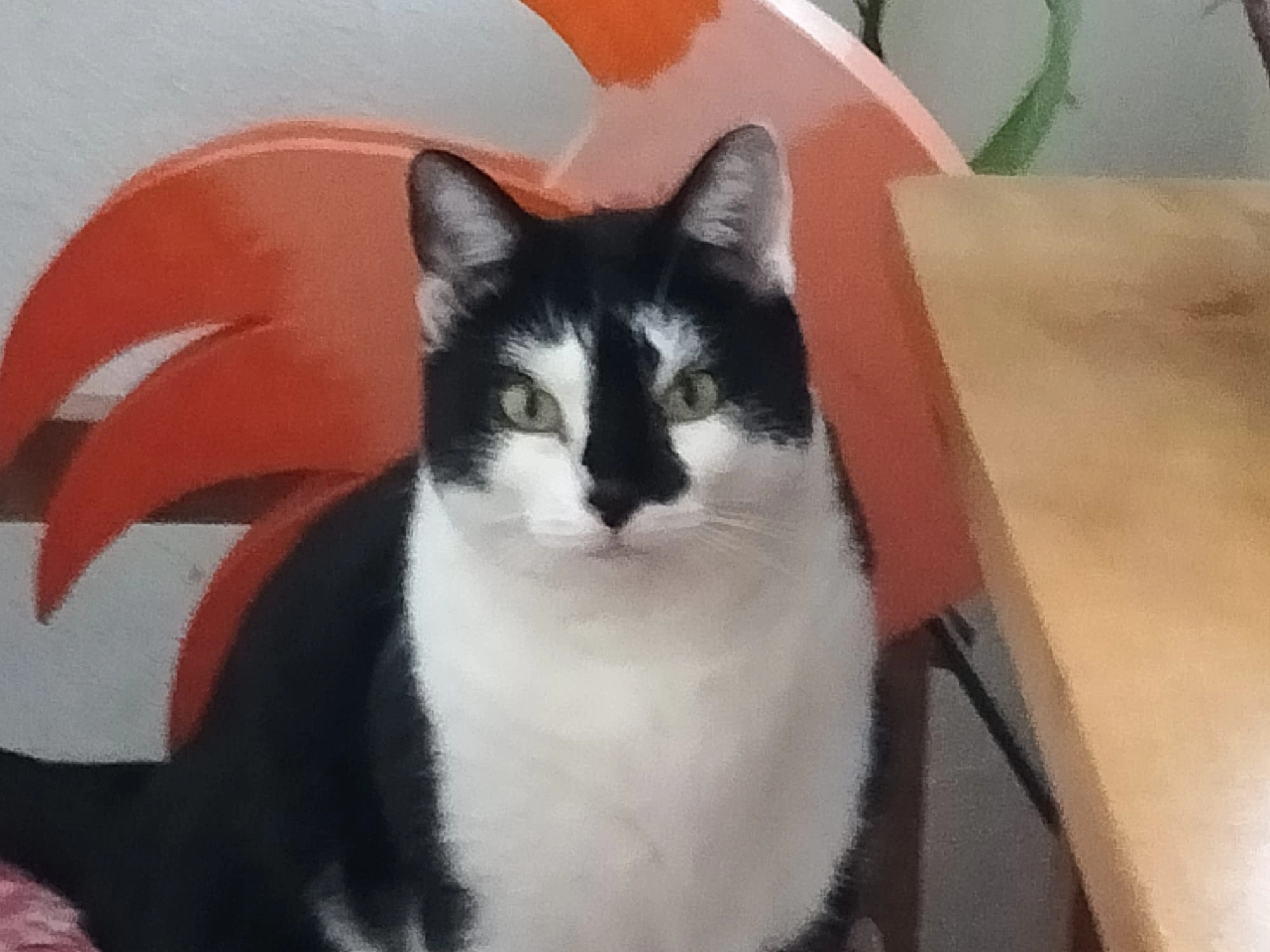 Bonnie - Rothenbergergäßchen, Neu-Ulm