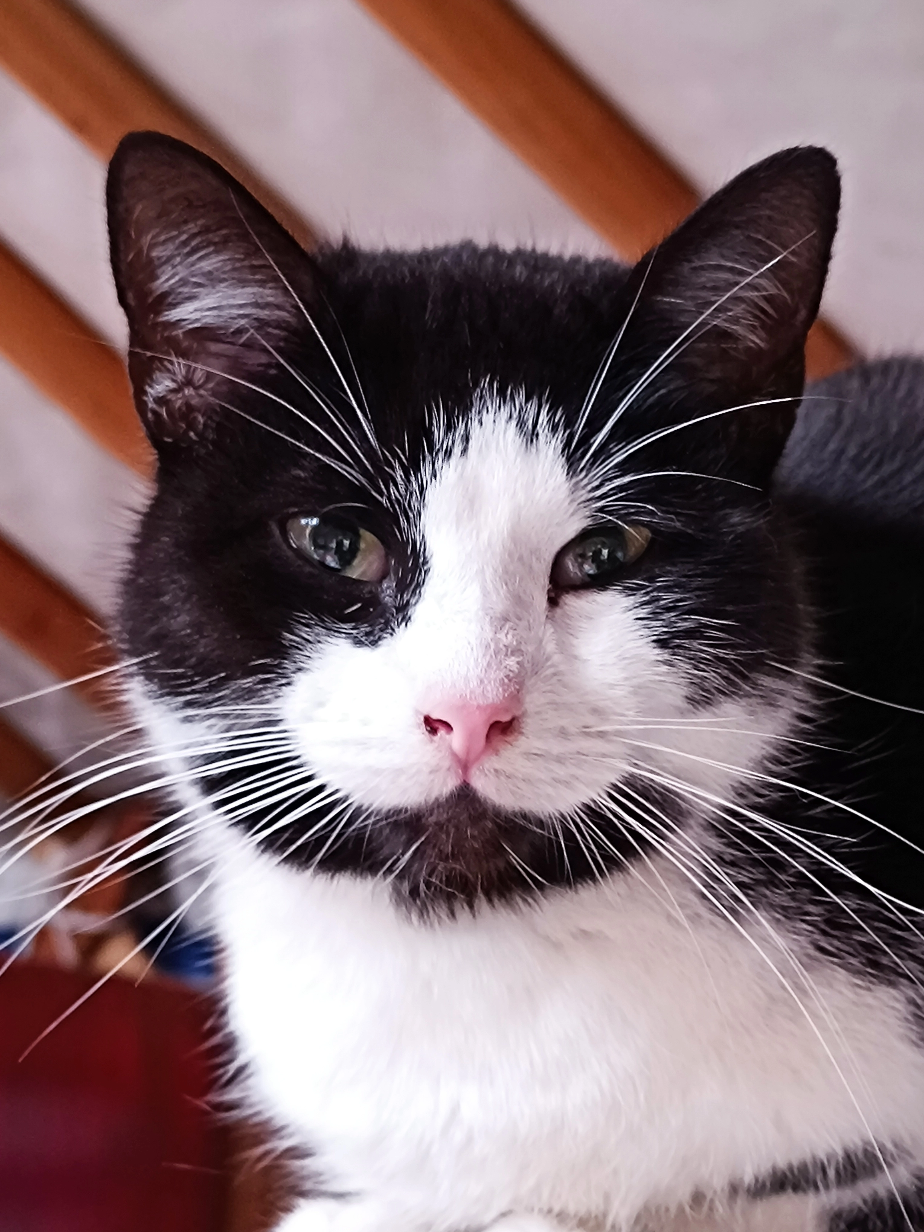 Elvis - Pijnvenstraat, Hechtel-Eksel