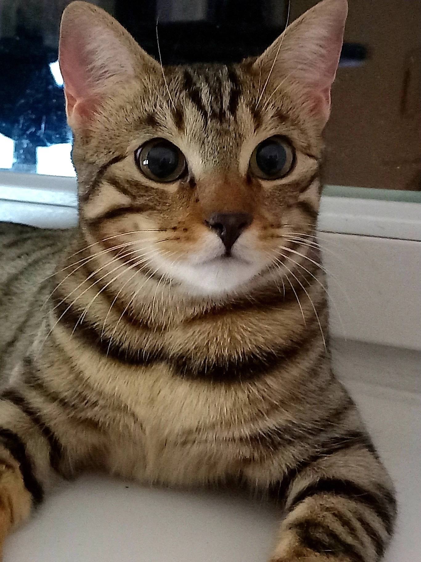 Muffin  - Schlattstaller Straße, Grabenstetten