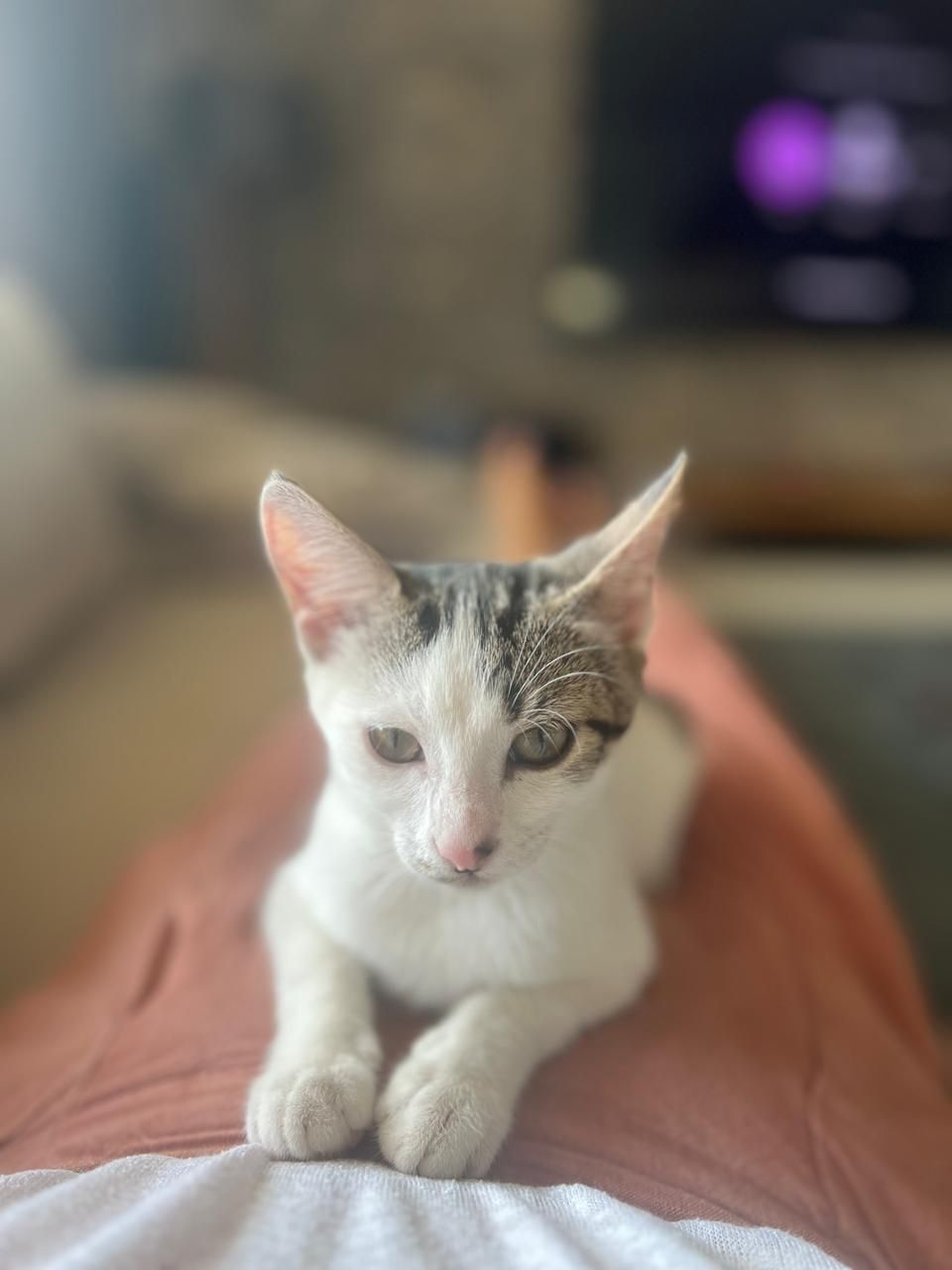 Yuki - Rruga Pjetër Budi, Tirana