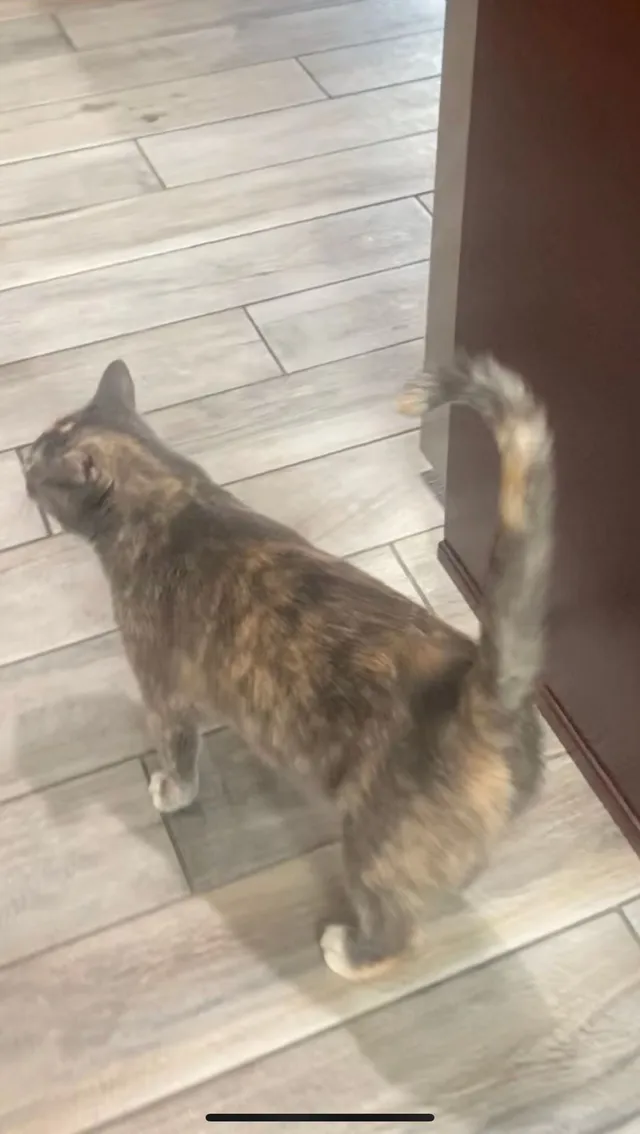 Biscuit - Megan Dr, Clinton