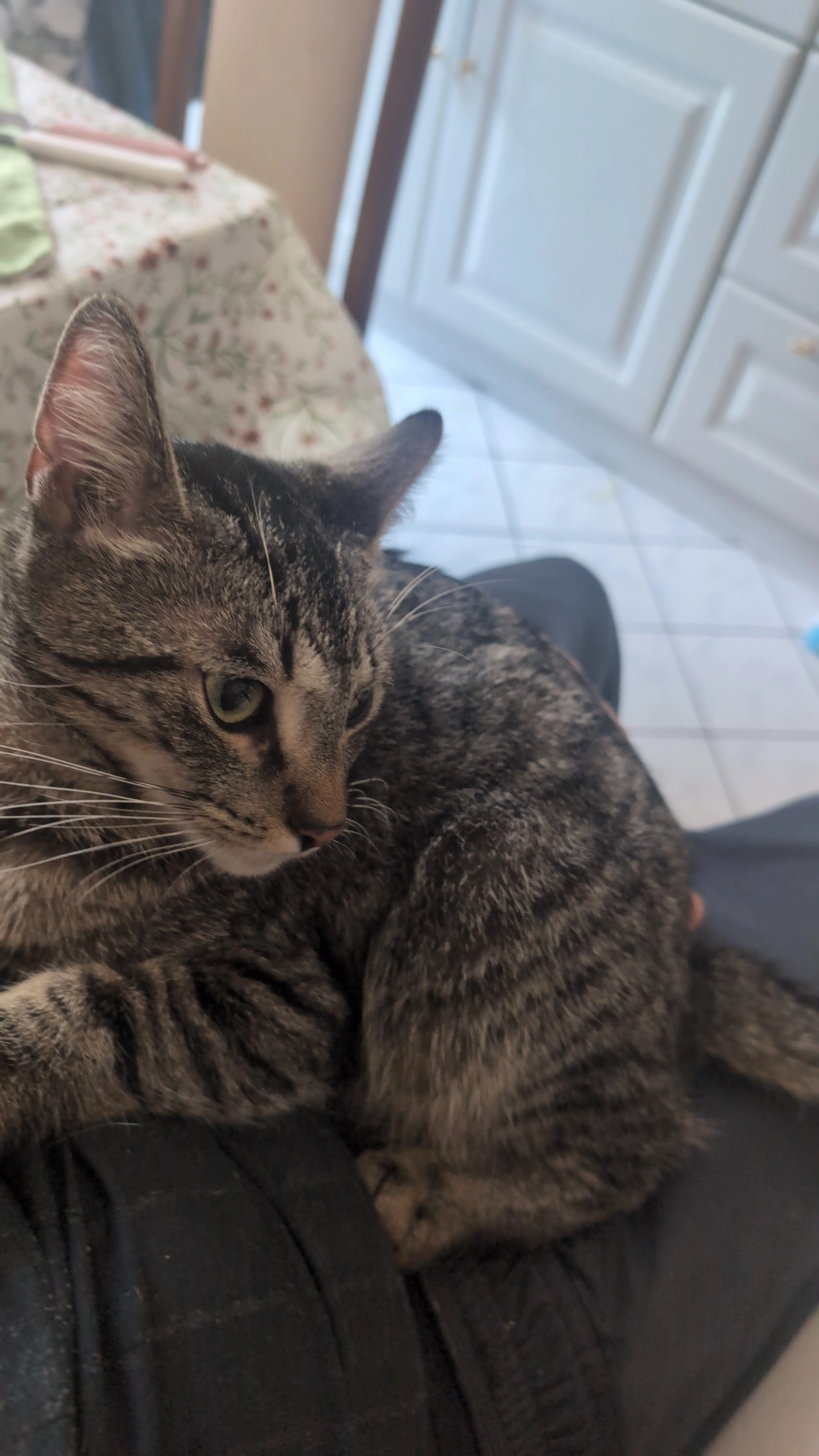 Tommy oder Tom  - Leopold-Kell-Straße, Weißenfels