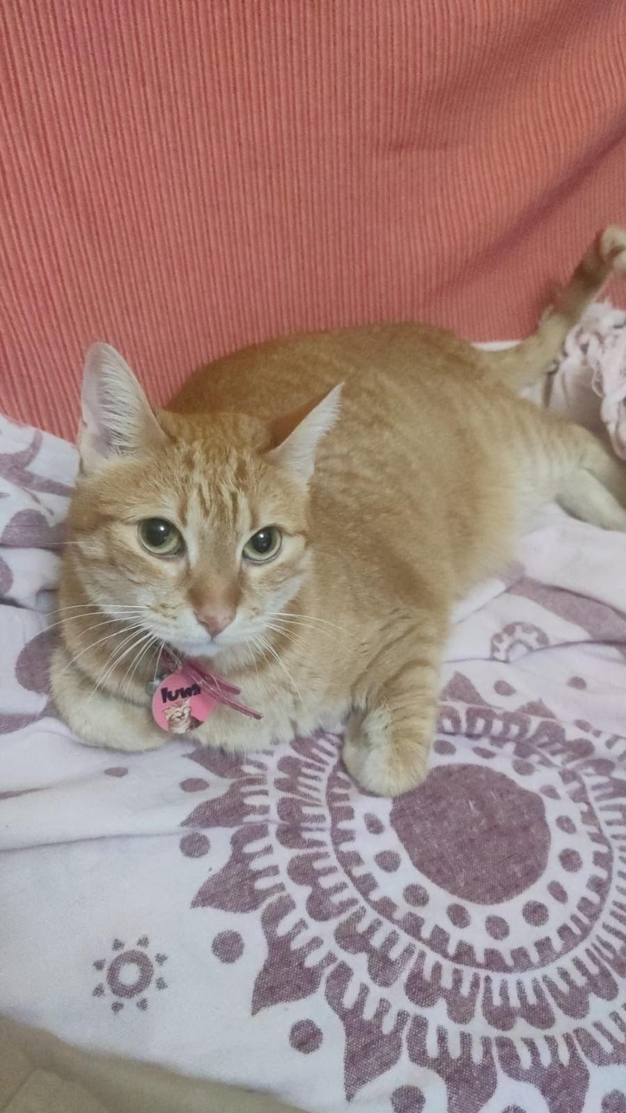 Luna - Calle de Gamiz Bidea 28, Mungia