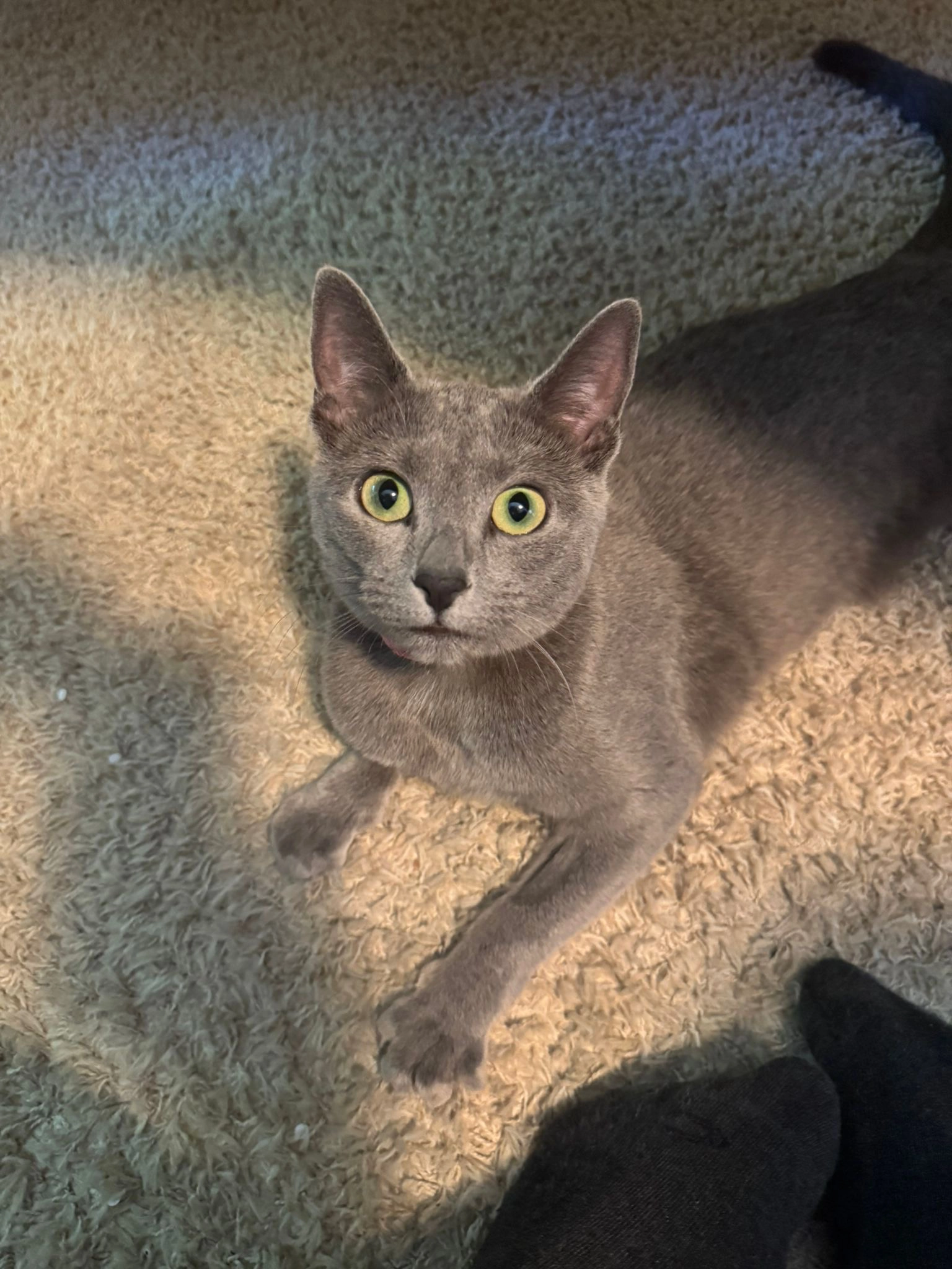 Katze - Salzenforster Straße, Bautzen