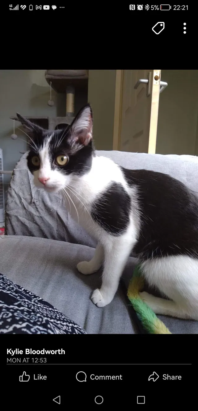 Cleo - Royce Road, Spalding