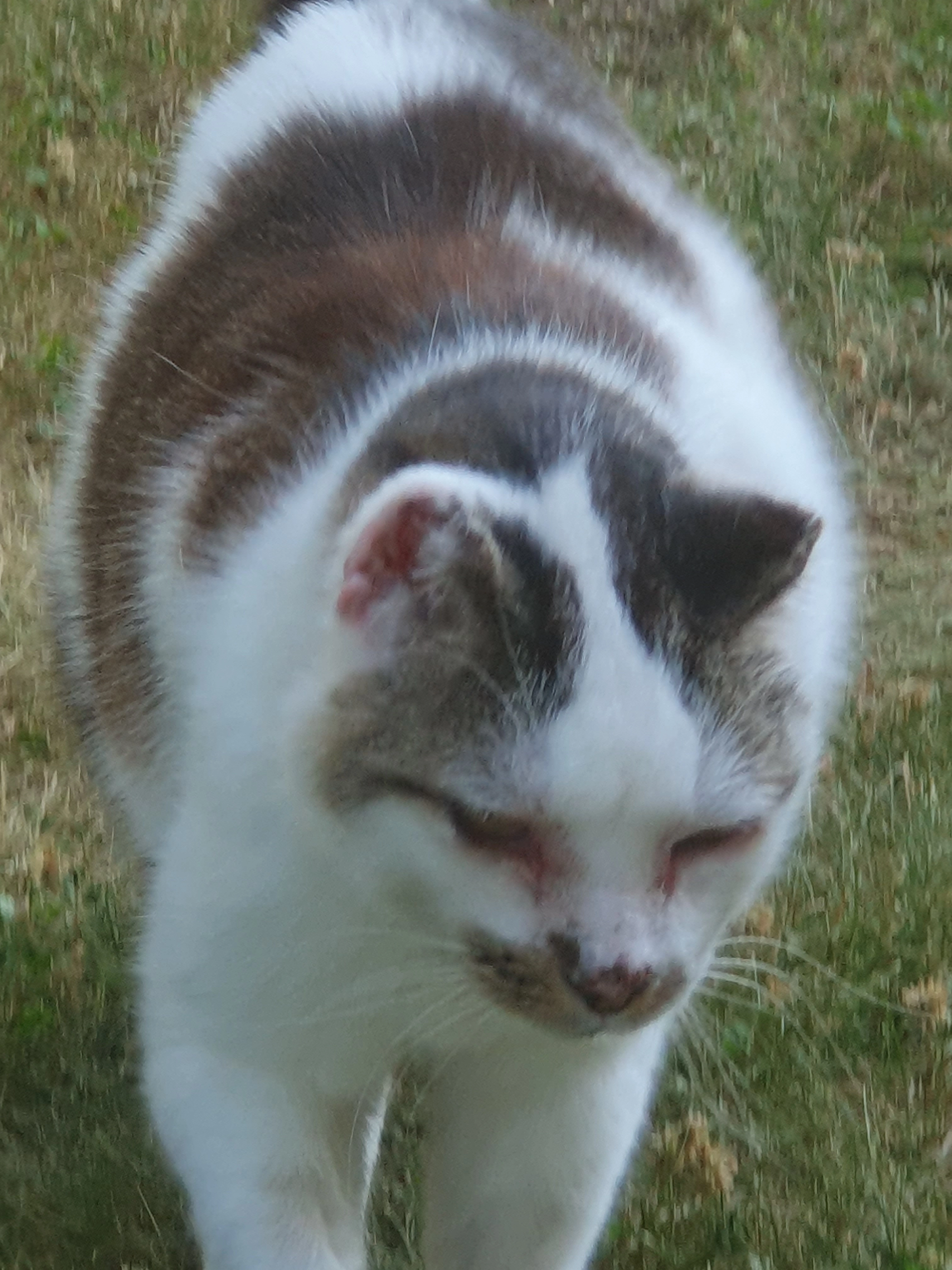 Arsouille  - 133 Chemin des Catières, Bernin