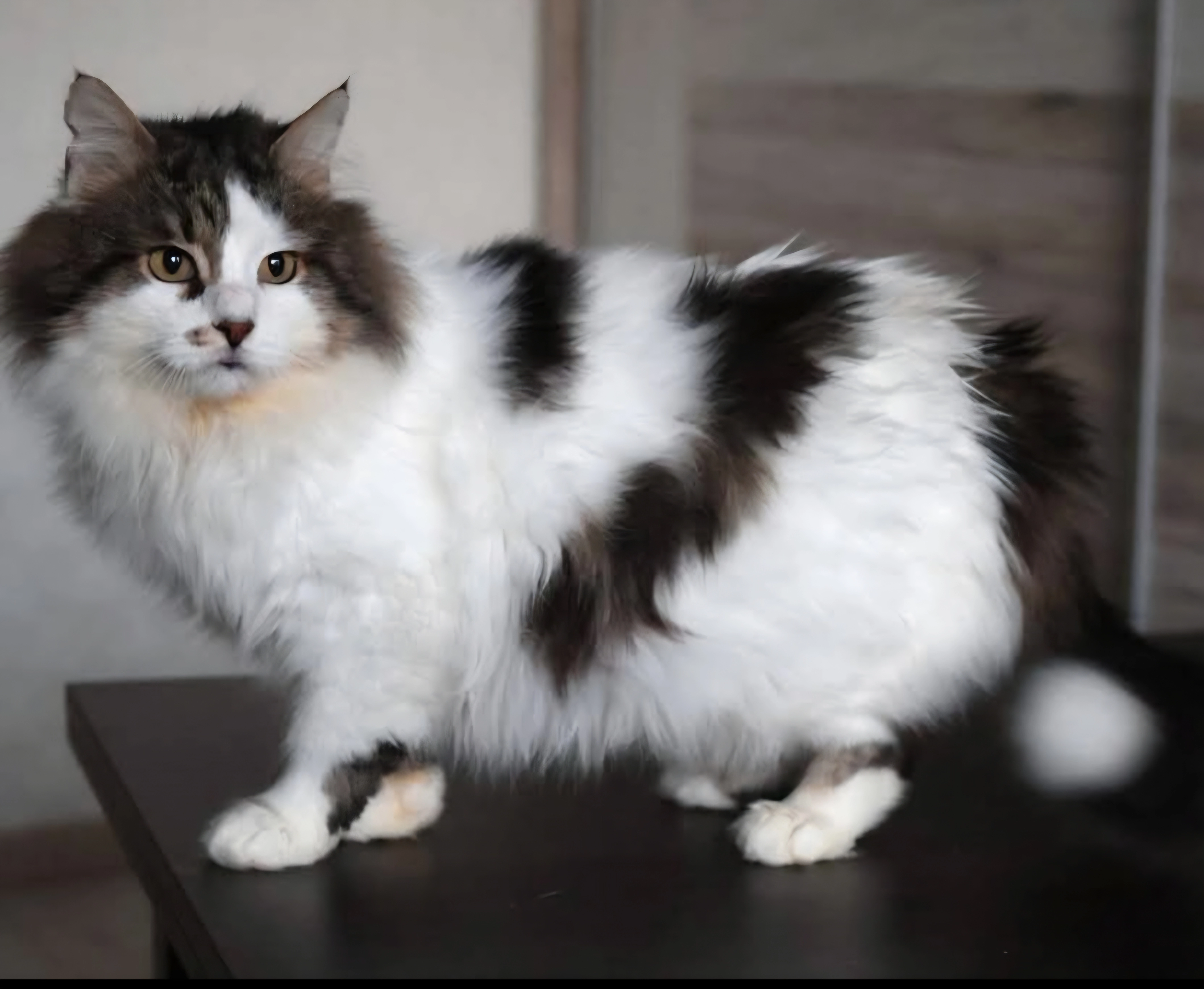 Grobi - Zobeltitzstraße, Berlin