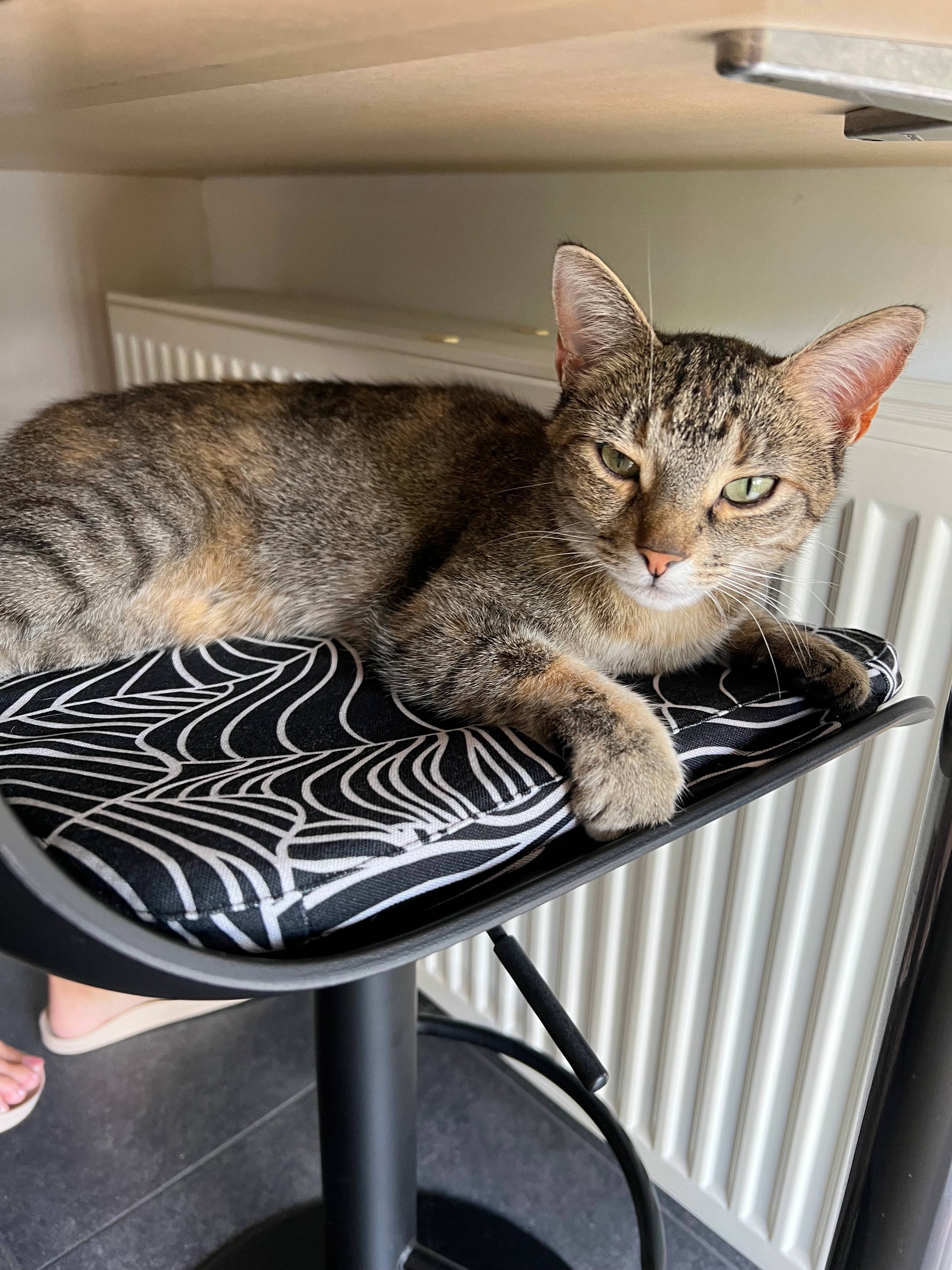 Milou - Ringlaan, Willebroek