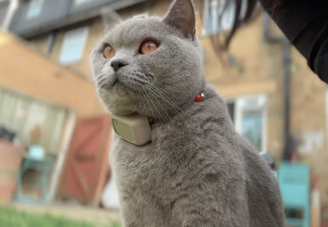 Romeo - Griggs road/ Cheltenham Road, London