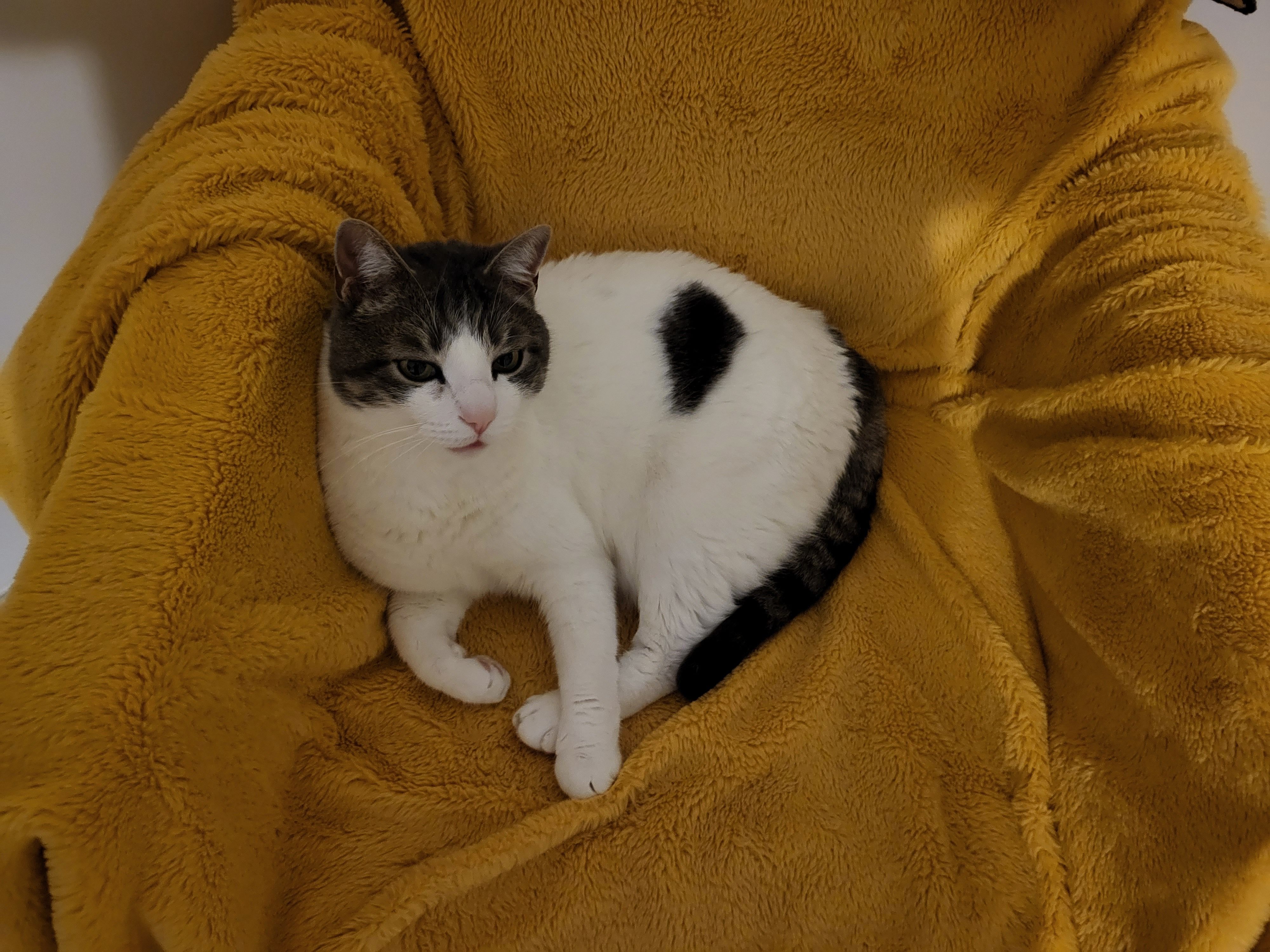 PACO - 65 Rue de la Dauge, Saint-André-de-Cubzac