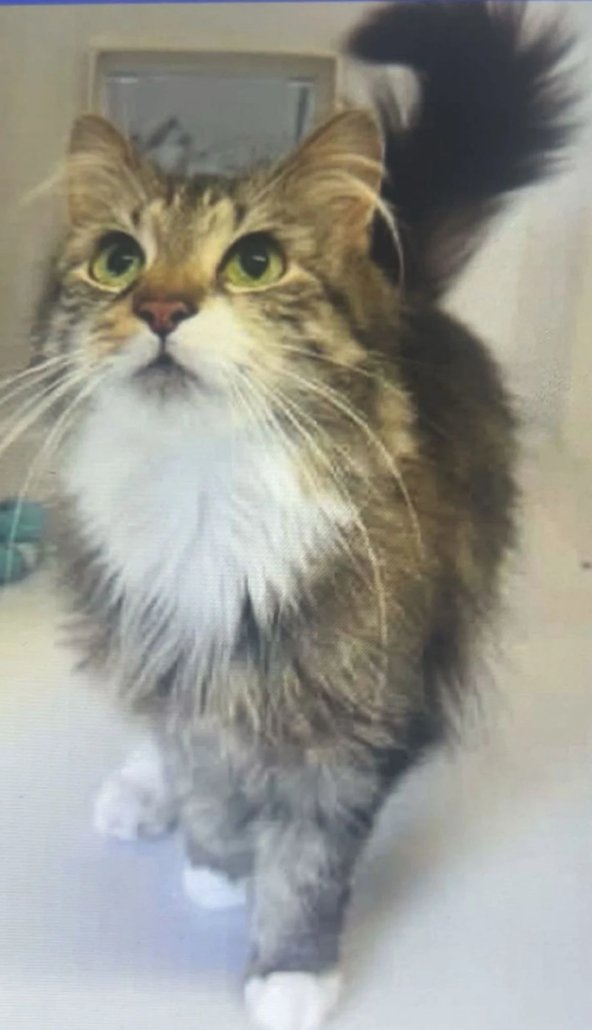 Mikah - Grasmere Crescent, Whitley Bay