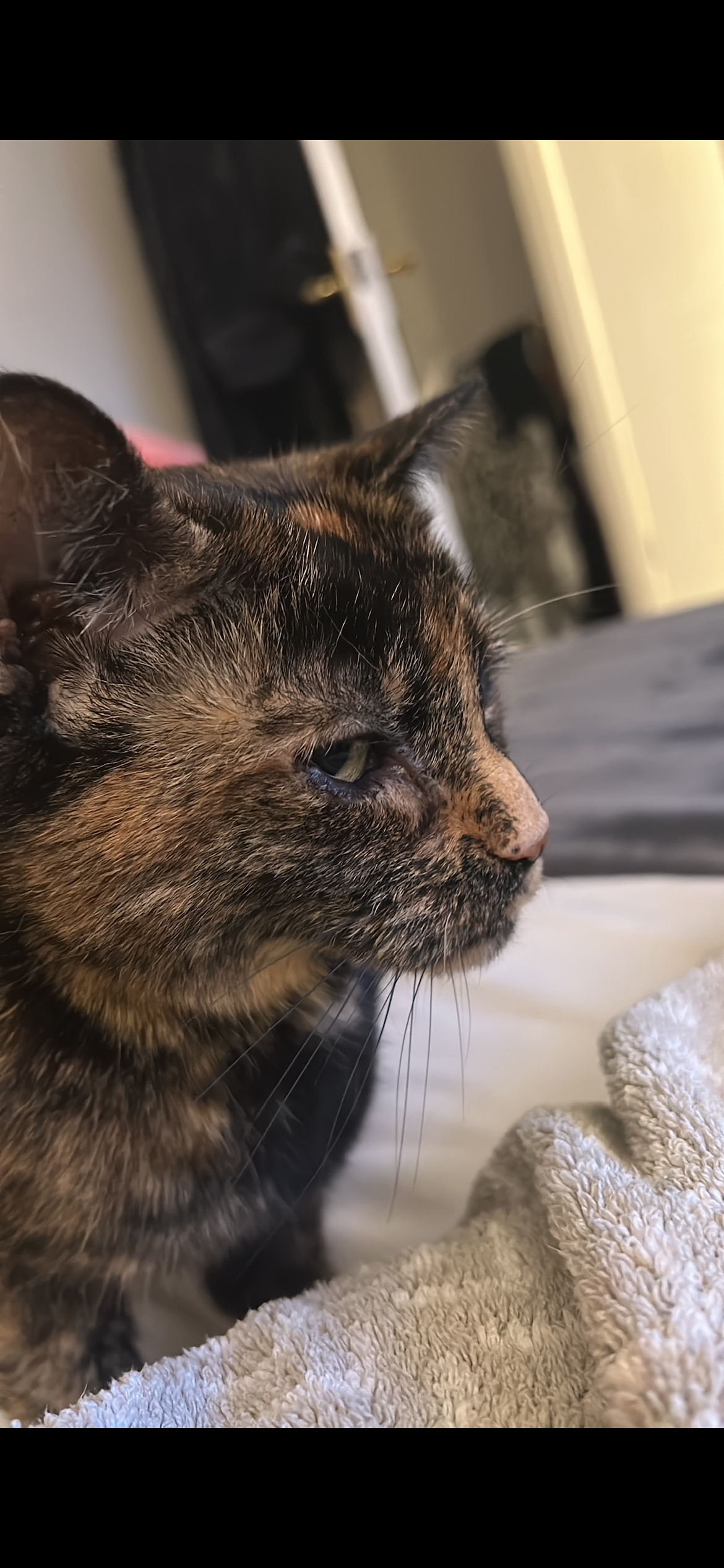 Lucy  - Windsor Gardens, Bishop's Stortford