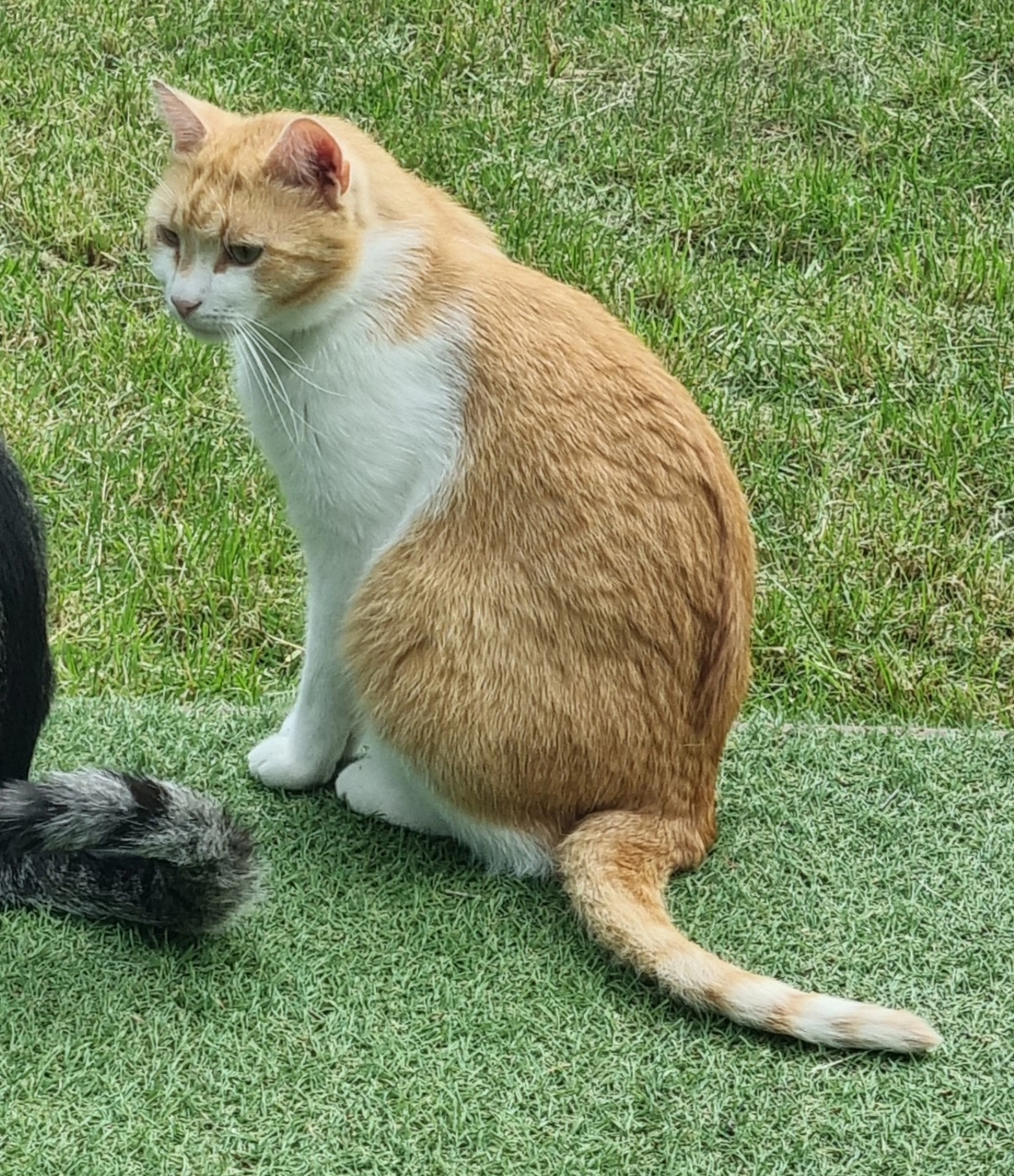 Henry  - Waßmannsdorfer Chaussee, Berlin