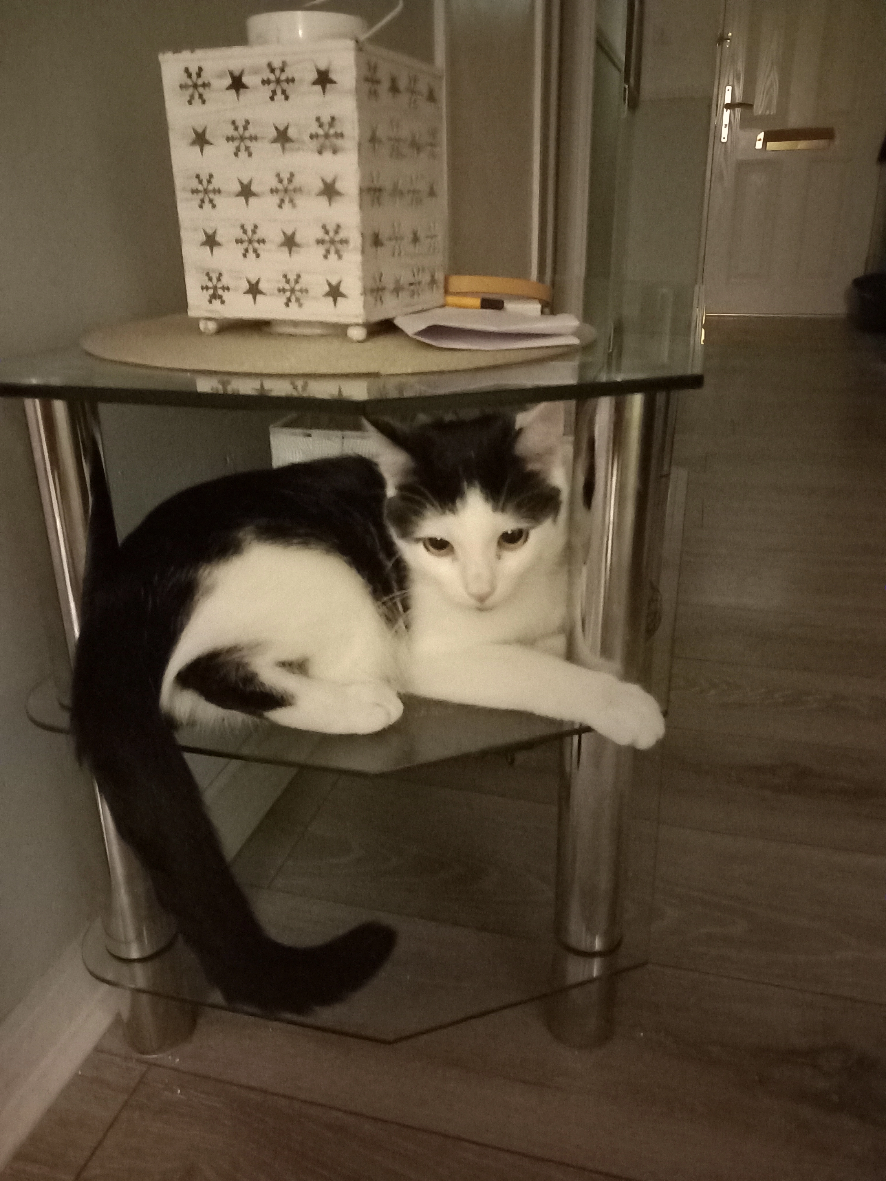 Lucian - Oak Tree Walk, Leeds