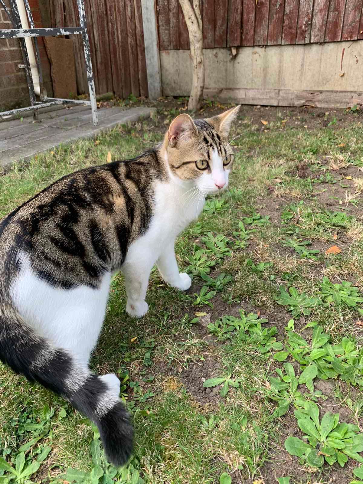 Mona - Riviere Towans, Hayle