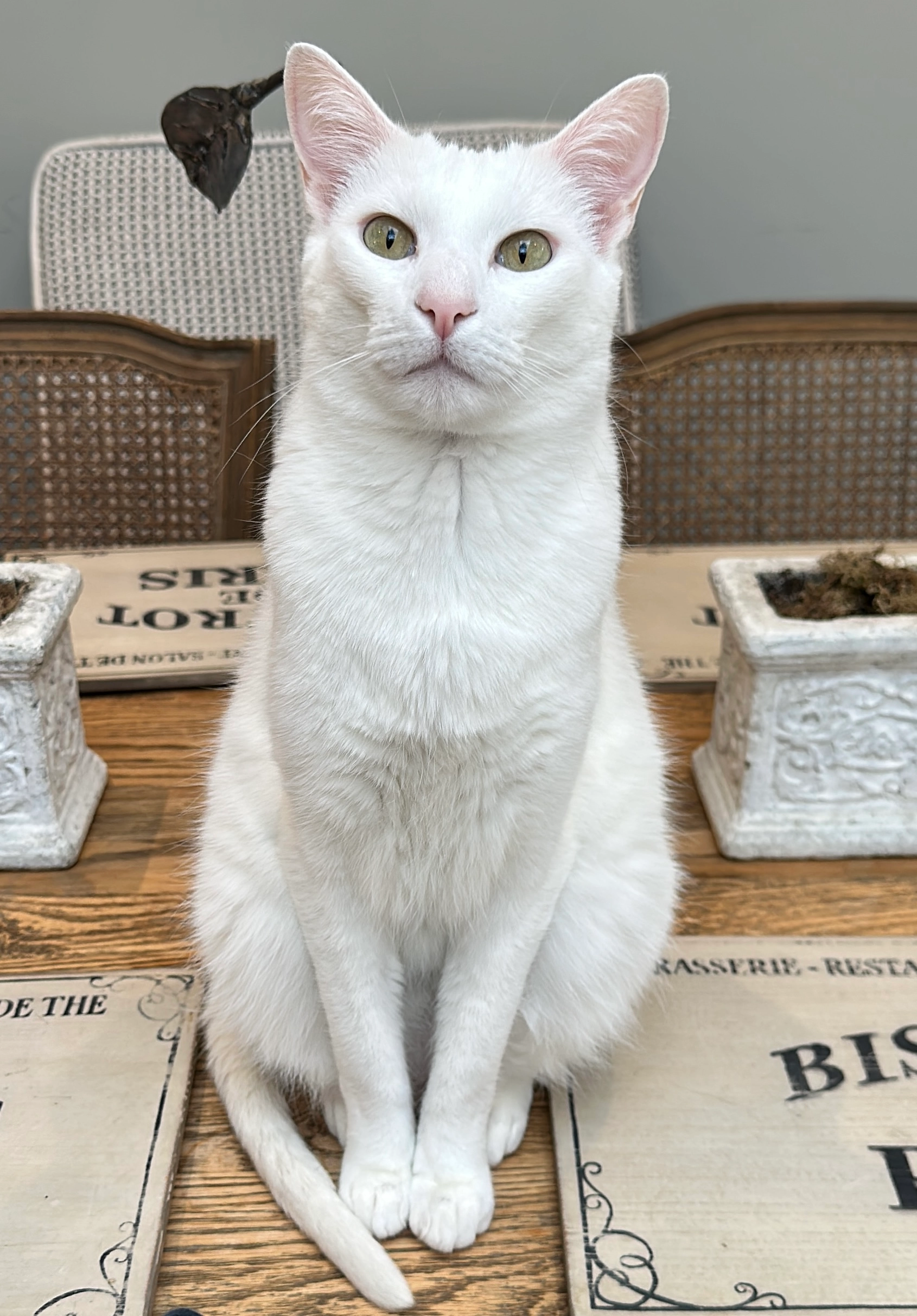 Ace - Quarry Street, Guildford